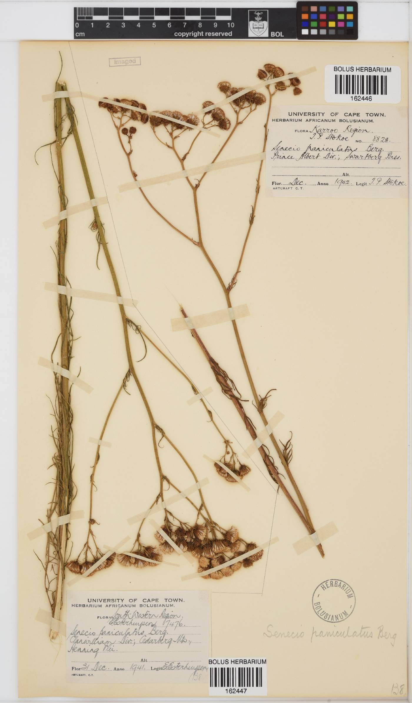 Senecio paniculatus image