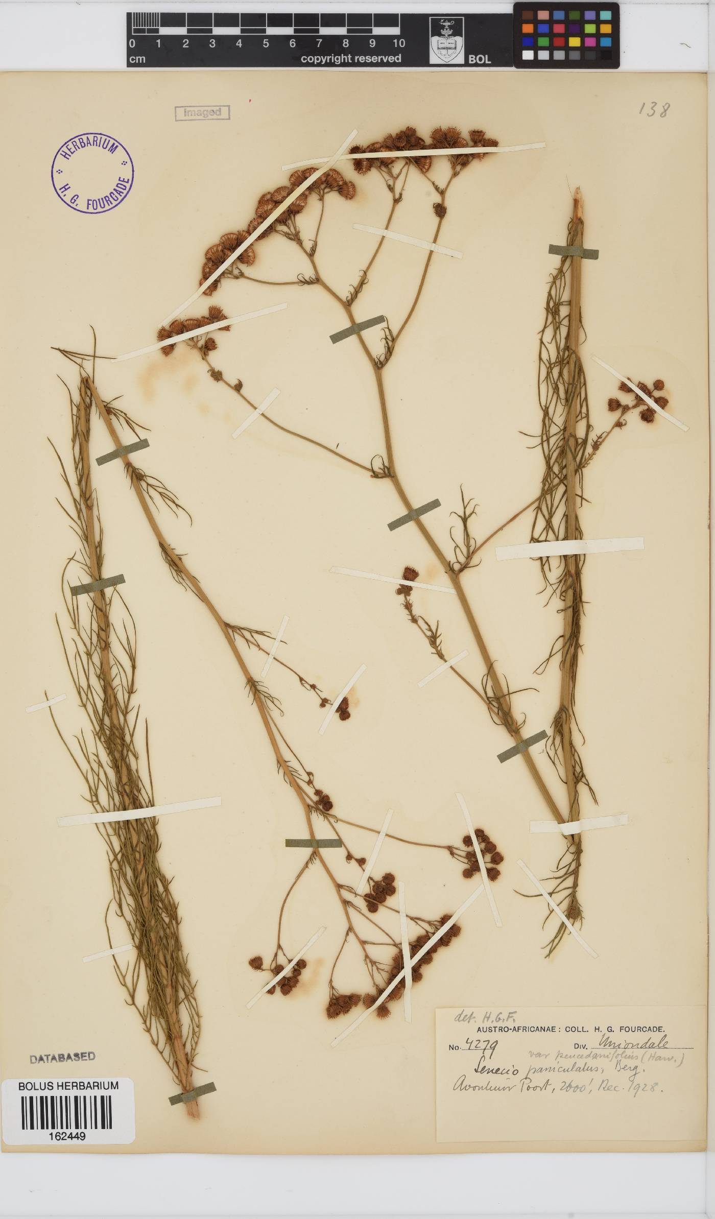 Senecio paniculatus image