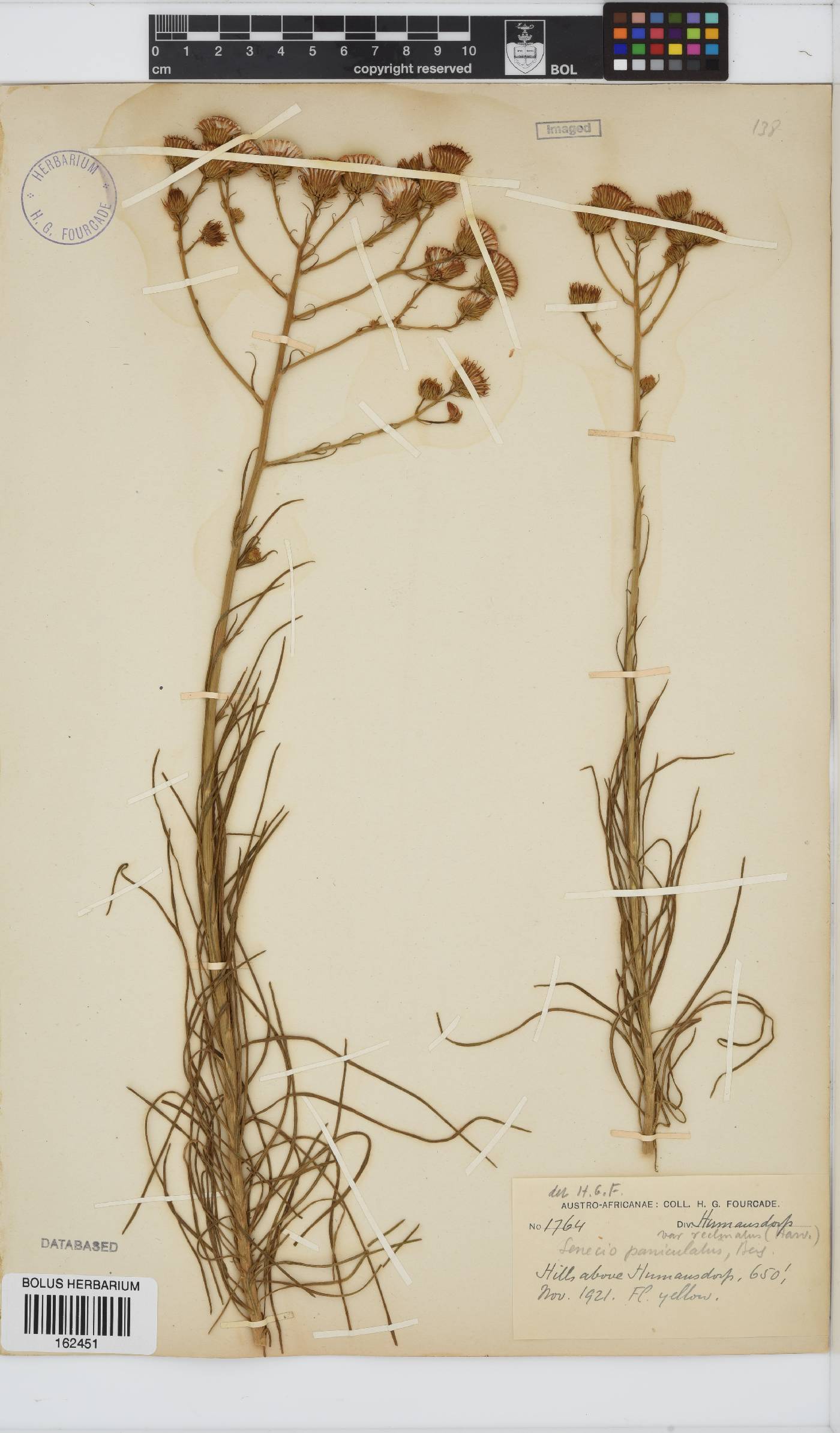 Senecio paniculatus image