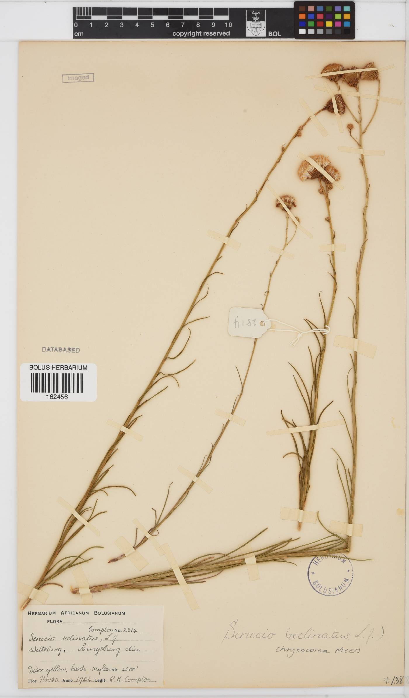 Senecio chrysocoma image
