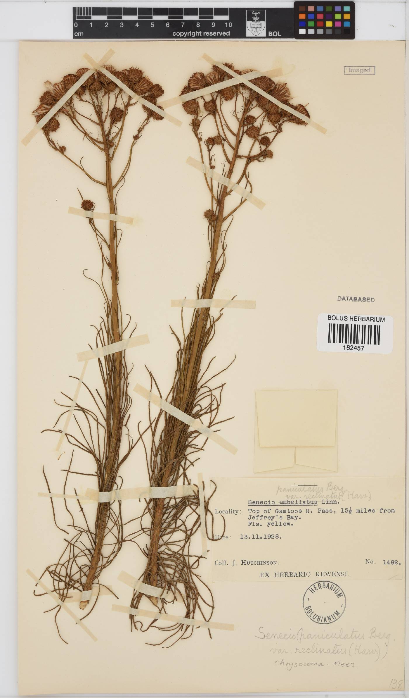 Senecio chrysocoma image