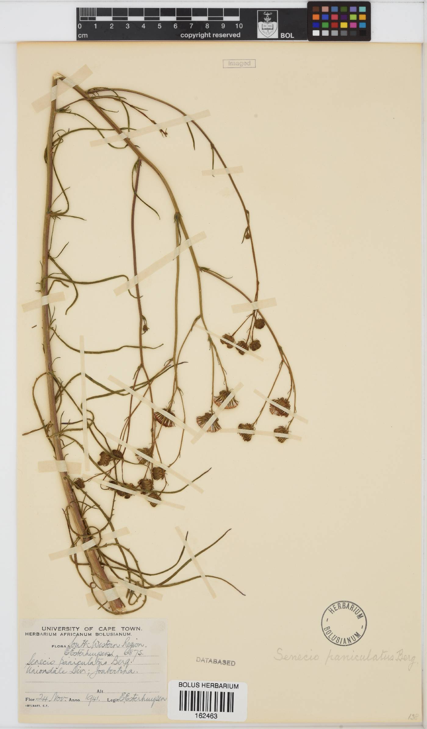 Senecio paniculatus image