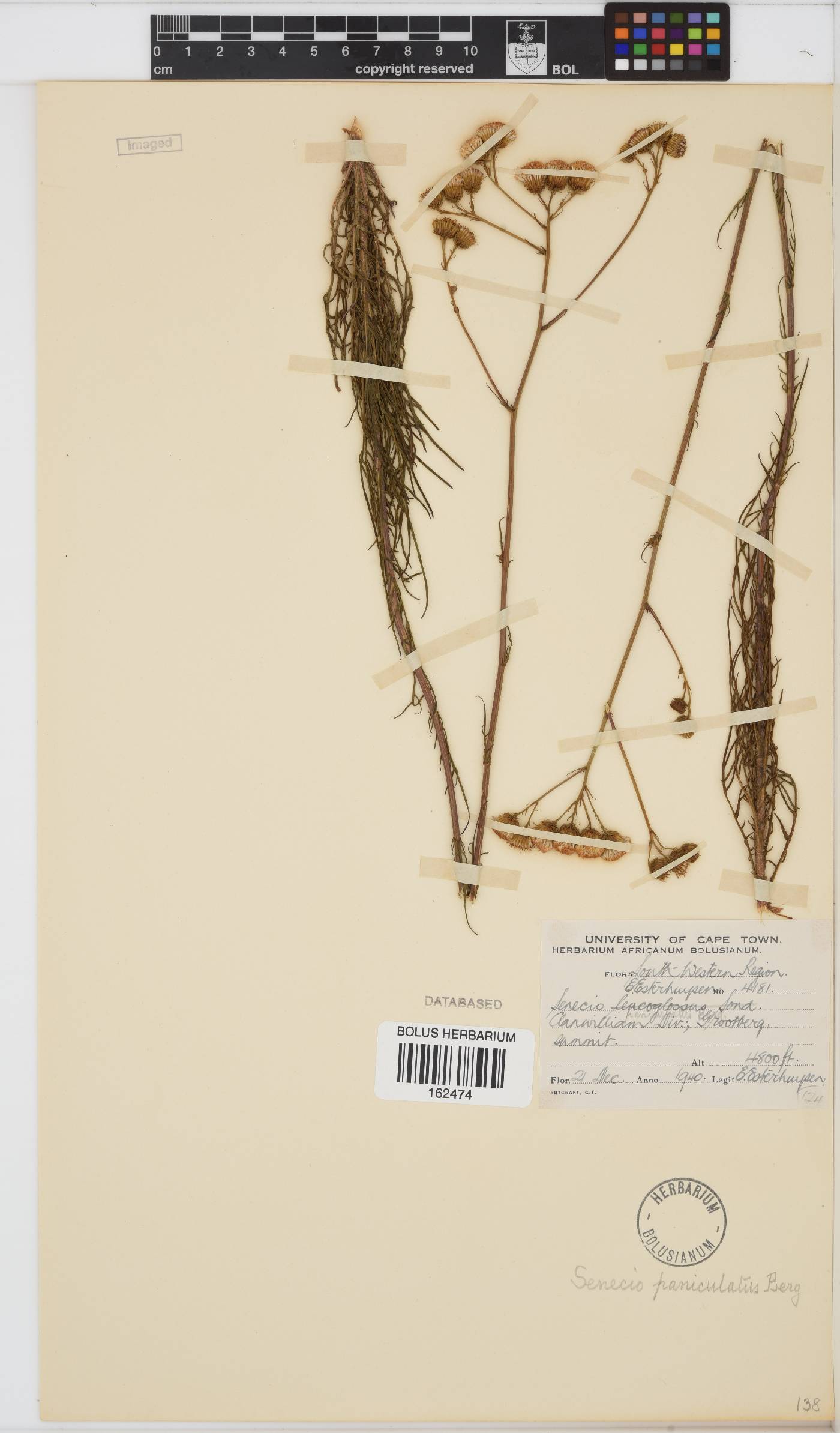Senecio paniculatus image