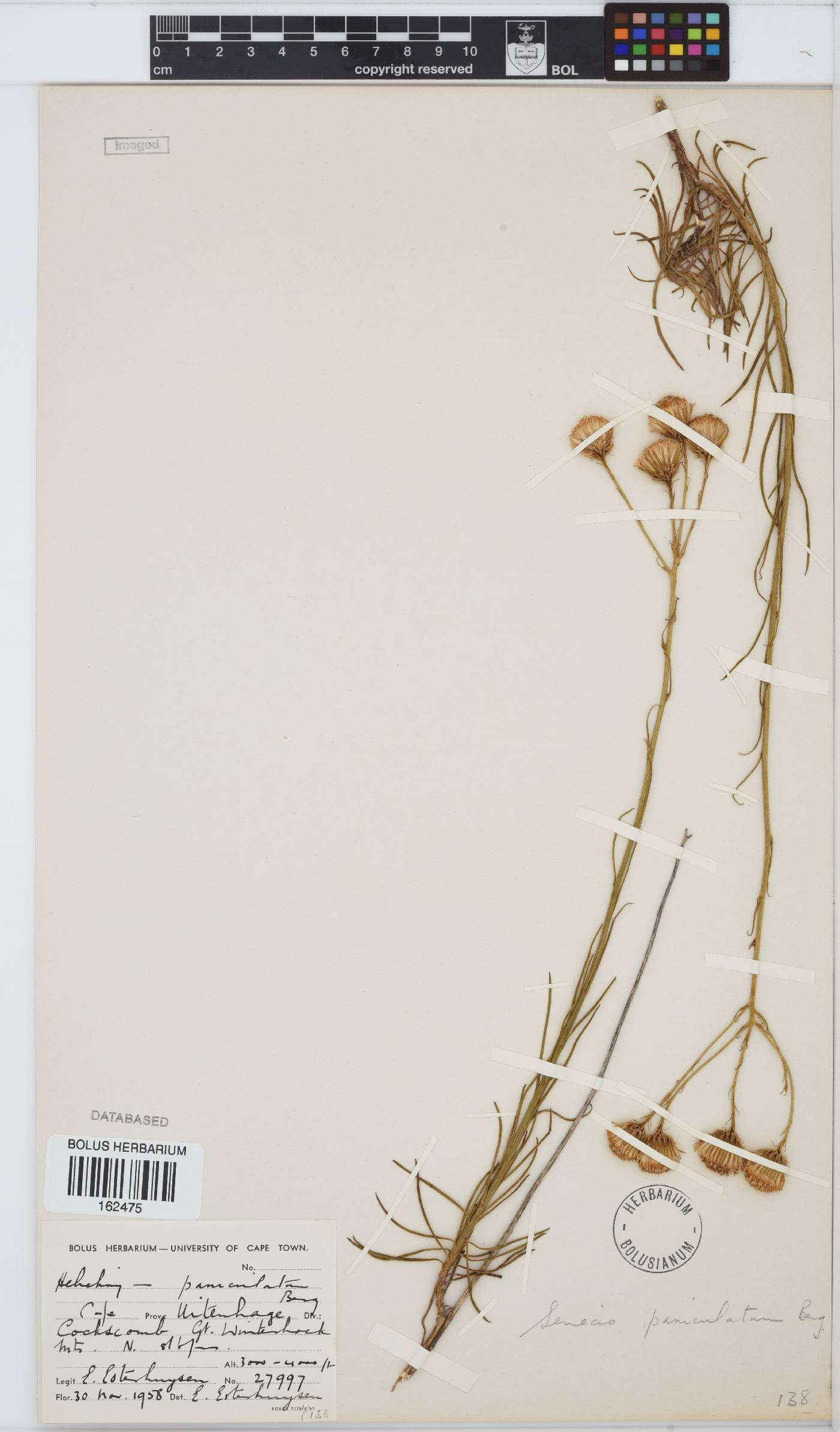 Senecio paniculatus image