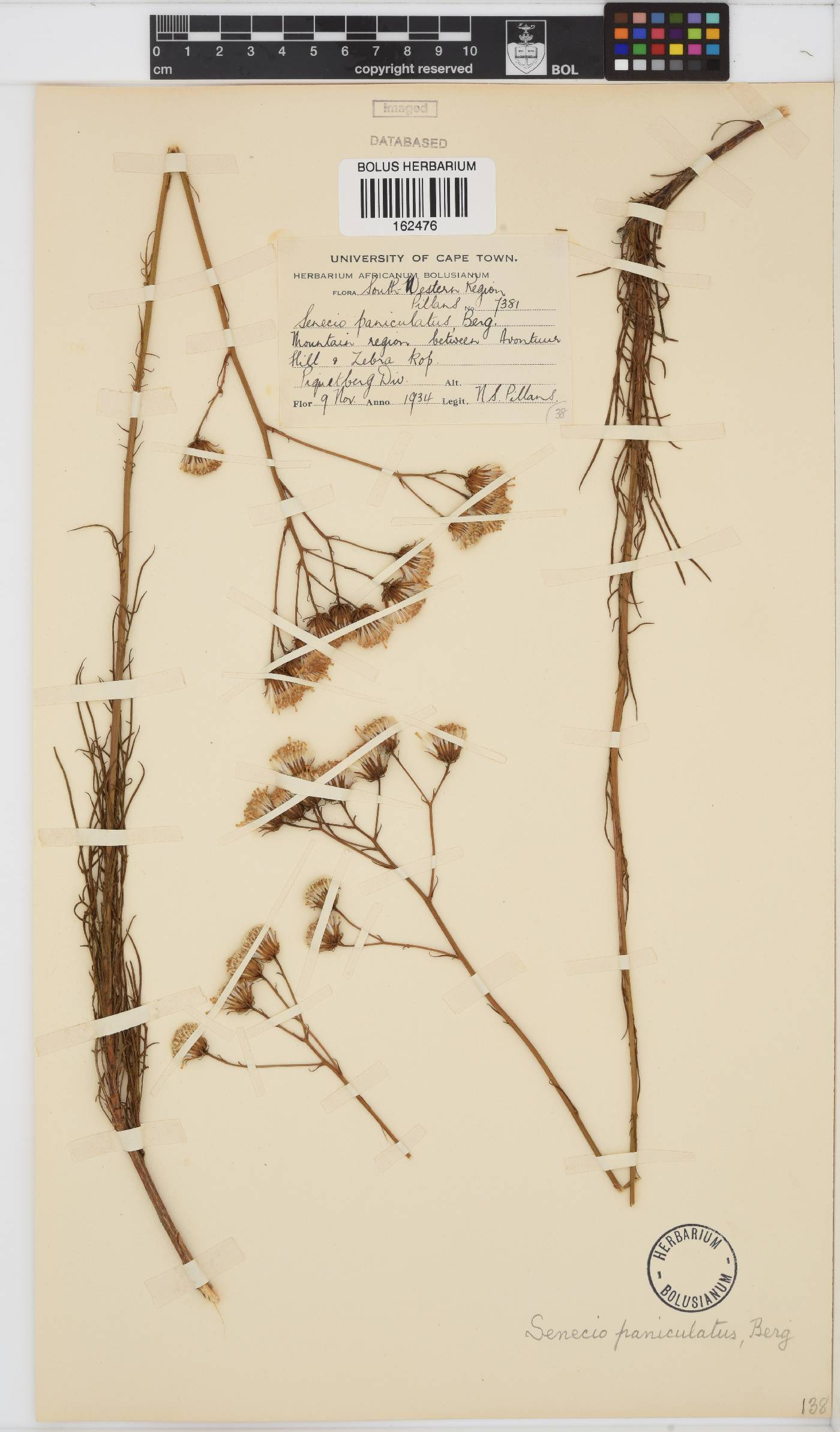 Senecio paniculatus image