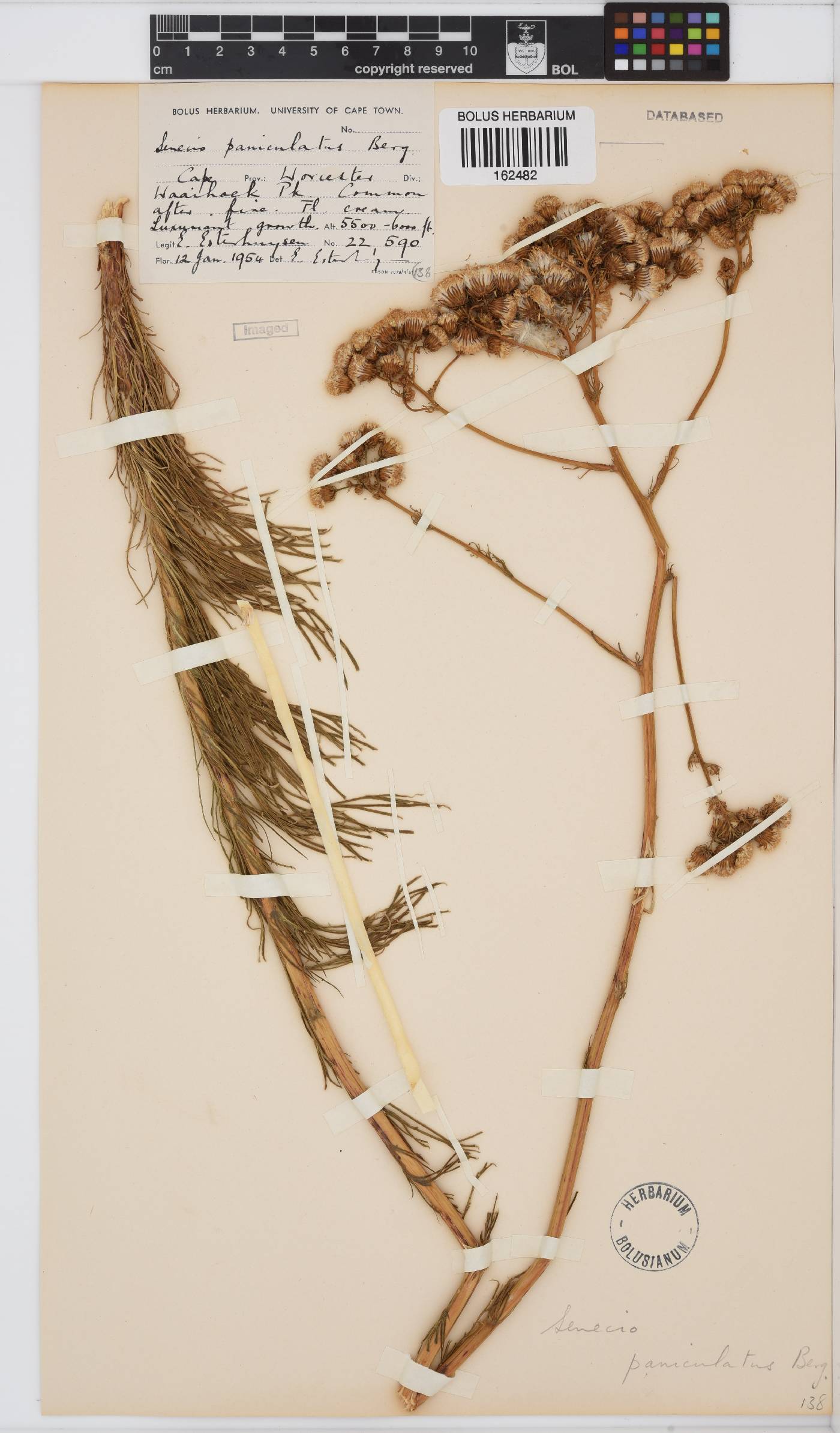 Senecio paniculatus image