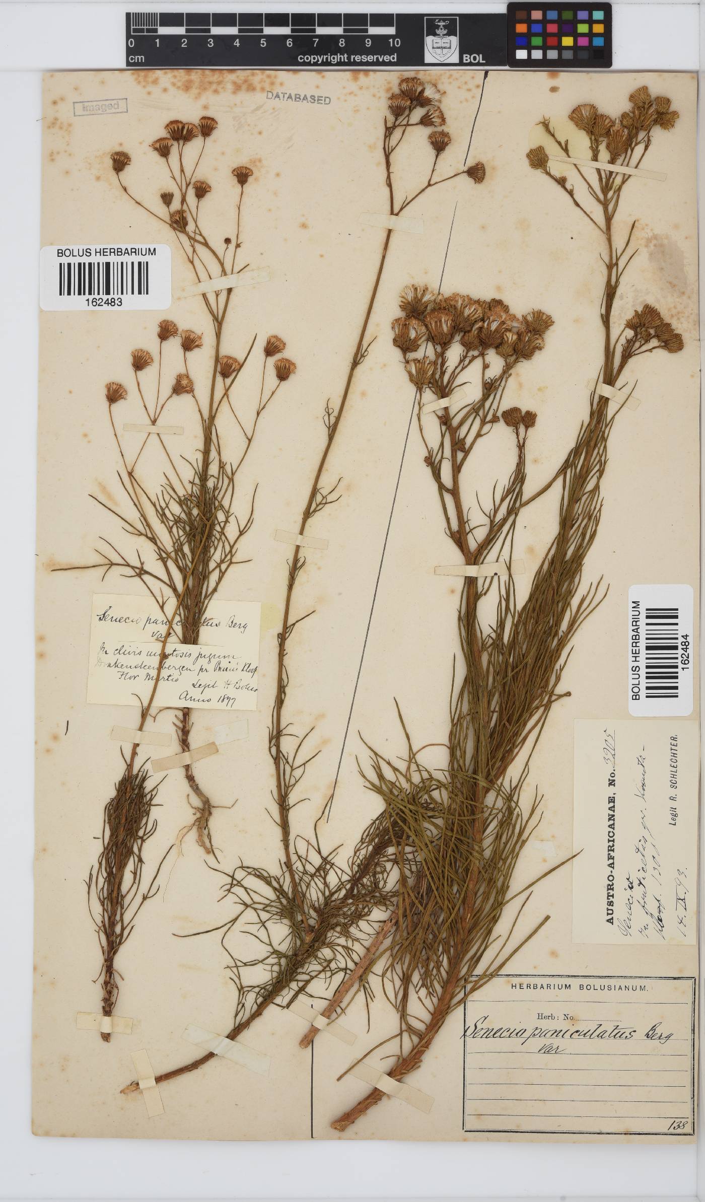 Senecio paniculatus image