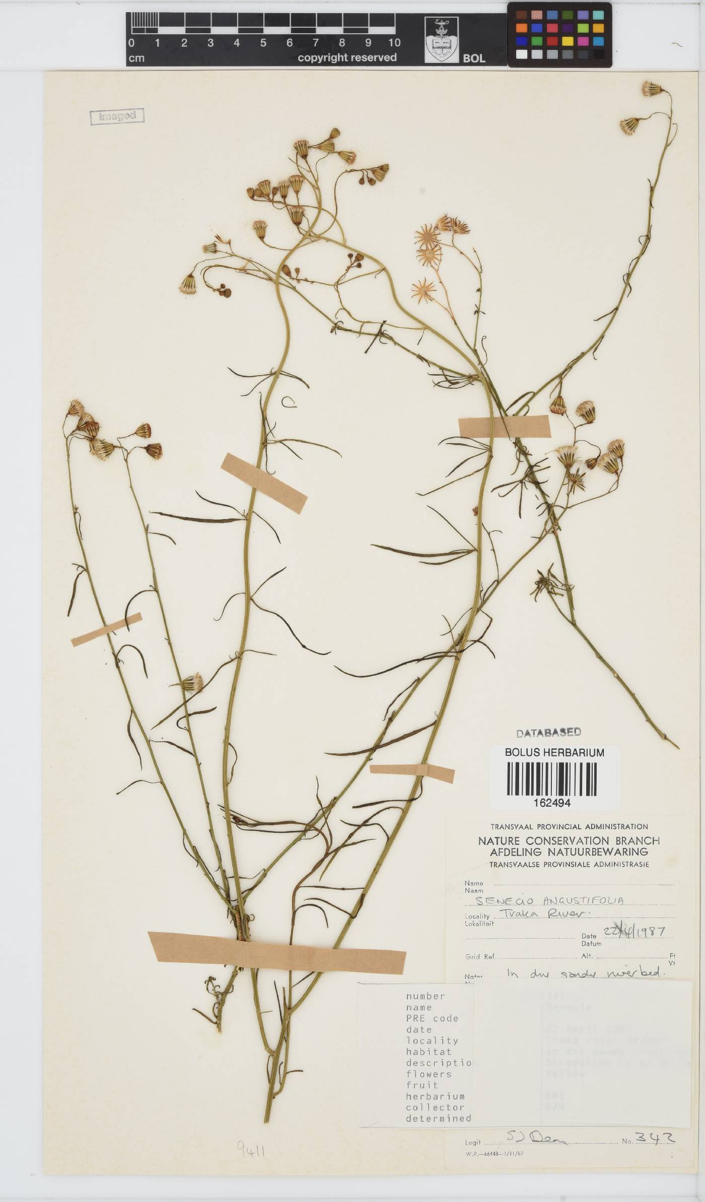 Senecio angustifolius image