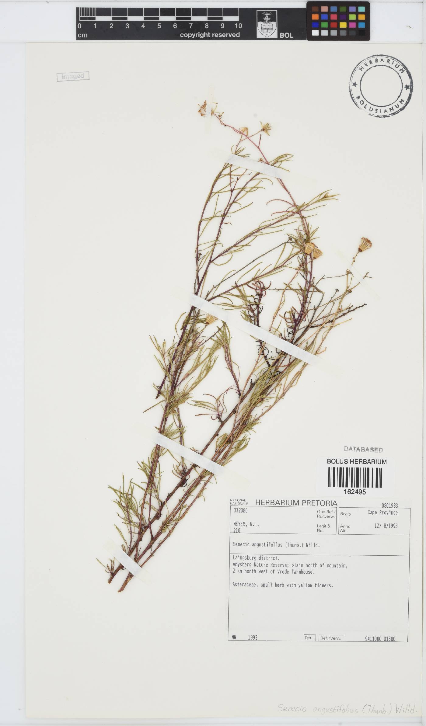 Senecio angustifolius image