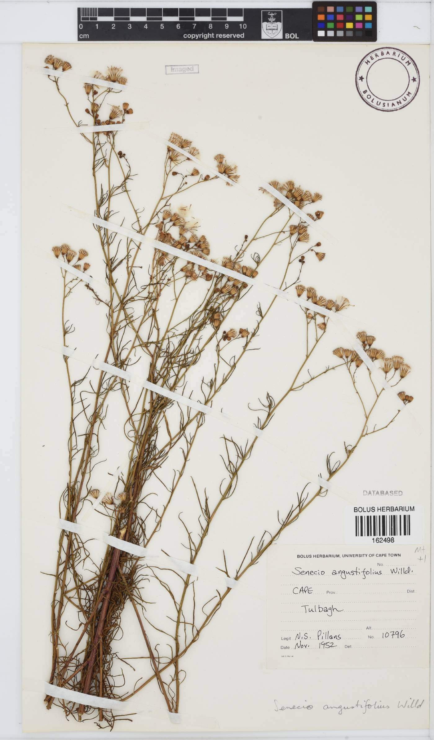 Senecio angustifolius image