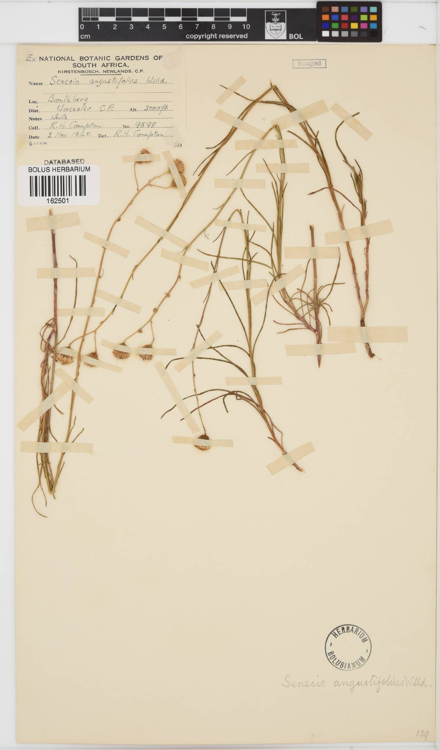 Senecio angustifolius image