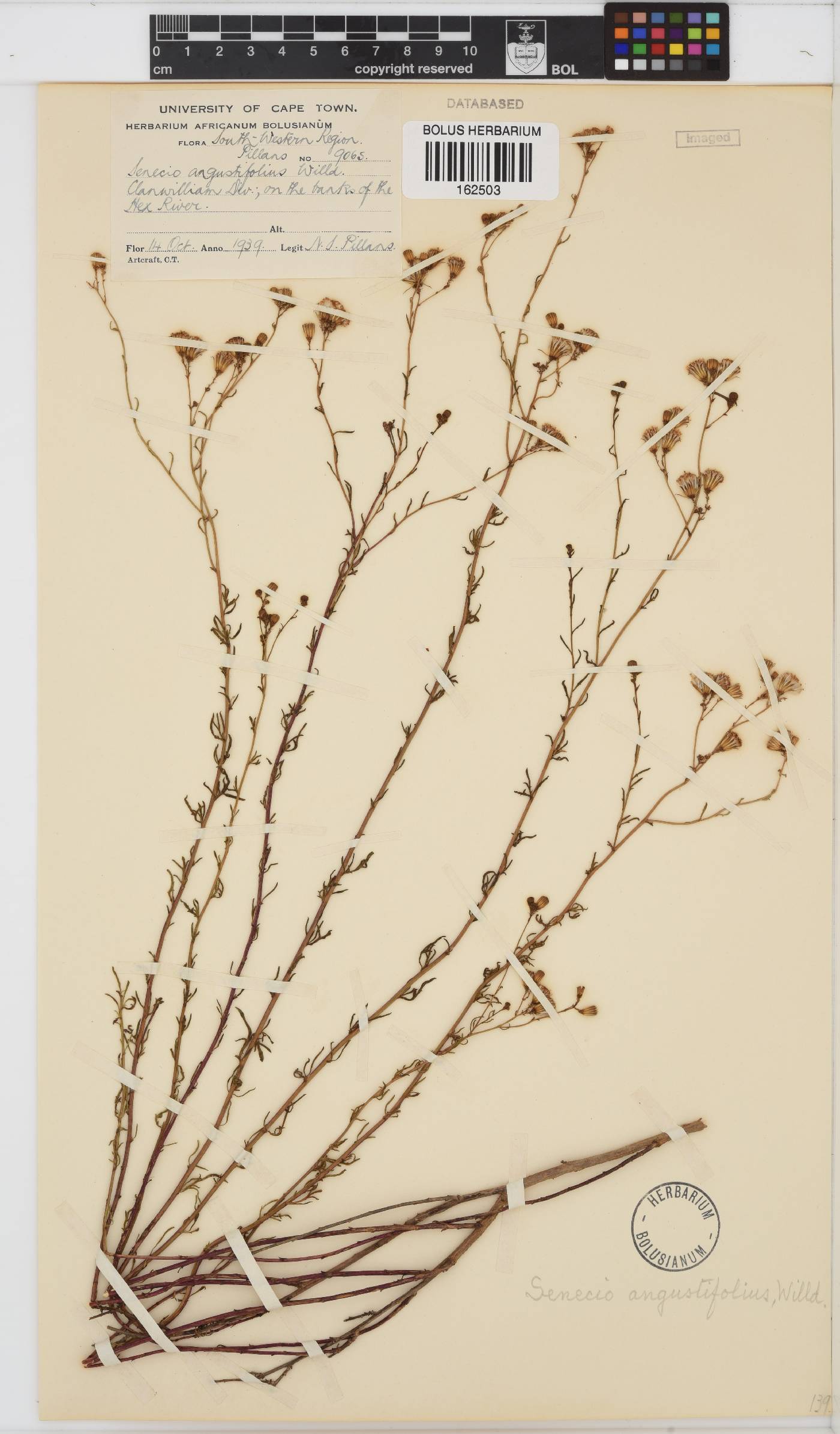Senecio angustifolius image