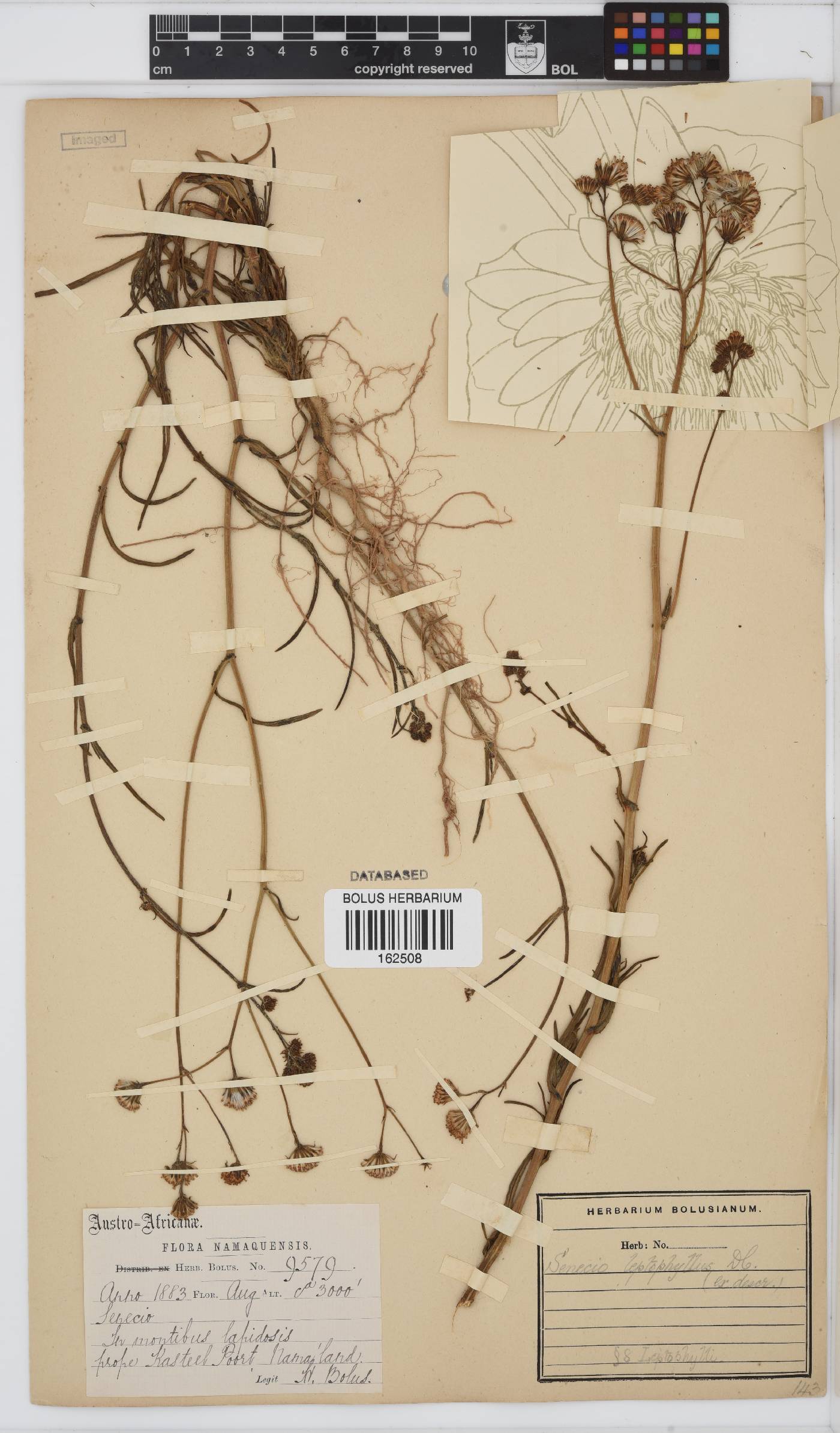 Senecio leptophyllus image