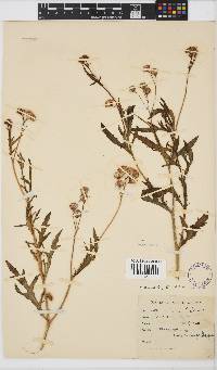 Senecio leptophyllus image