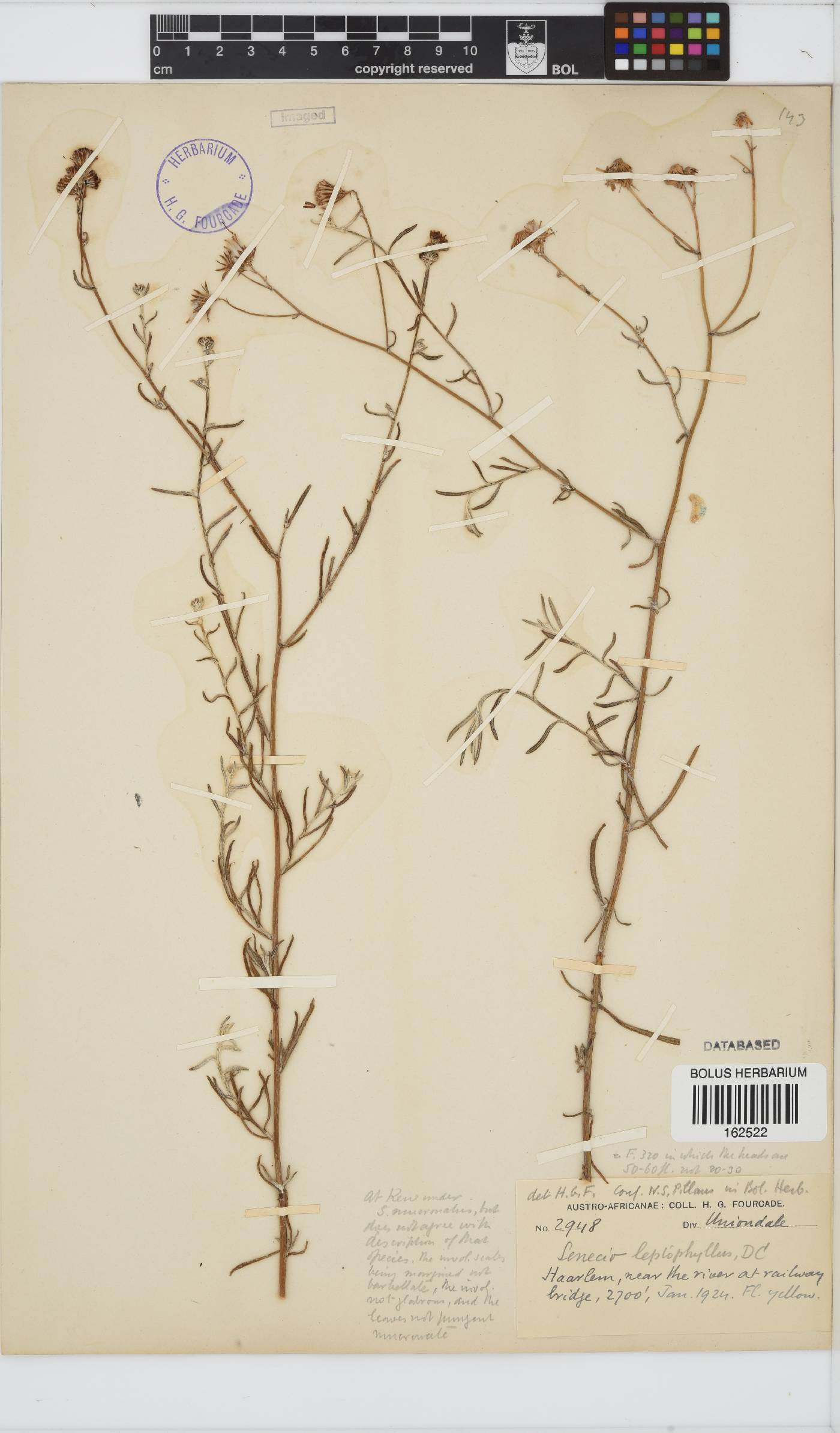 Senecio leptophyllus image