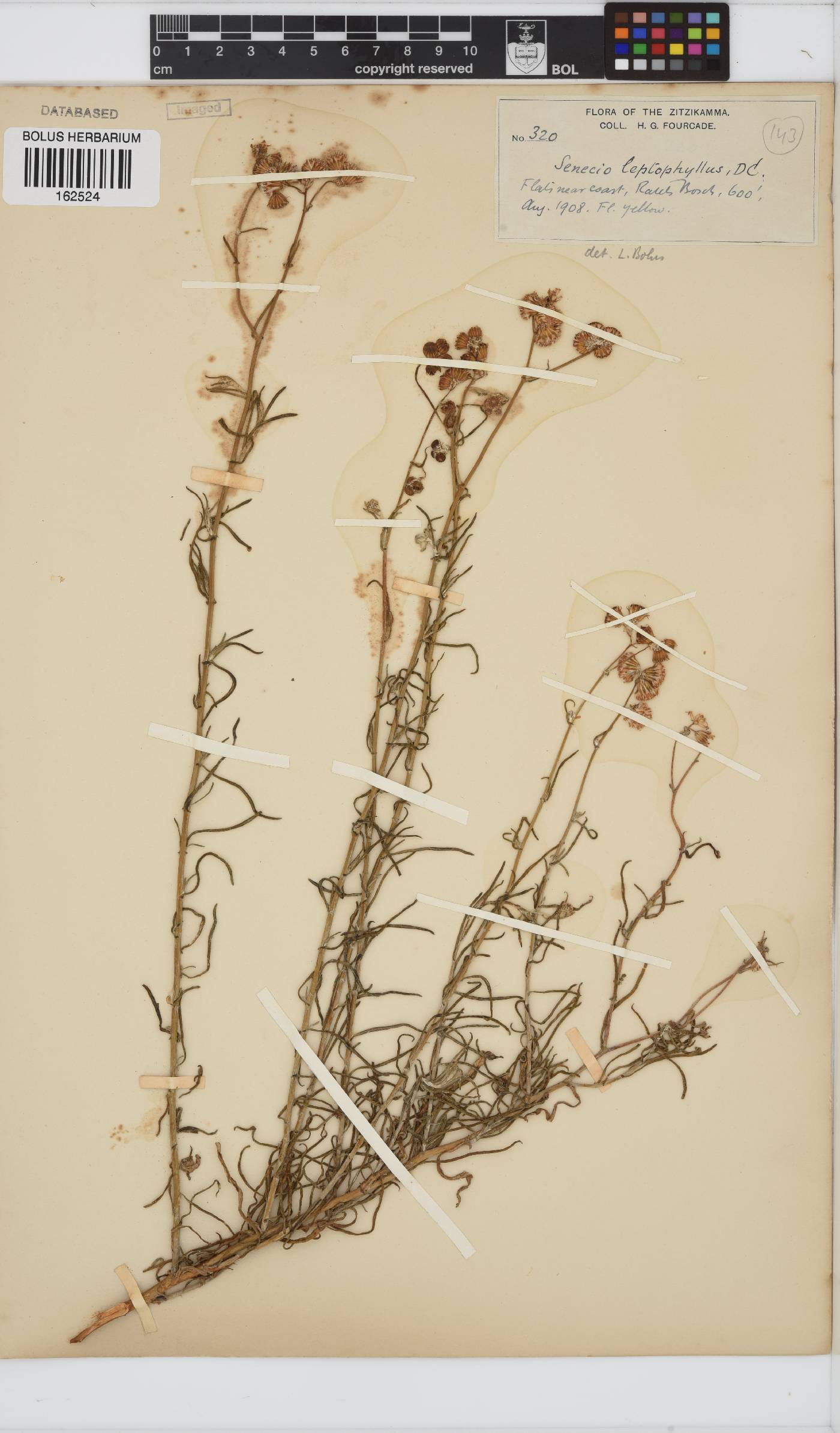Senecio leptophyllus image