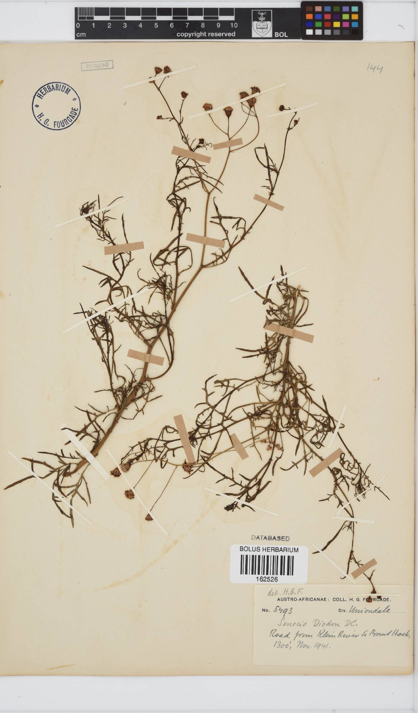 Senecio diodon image