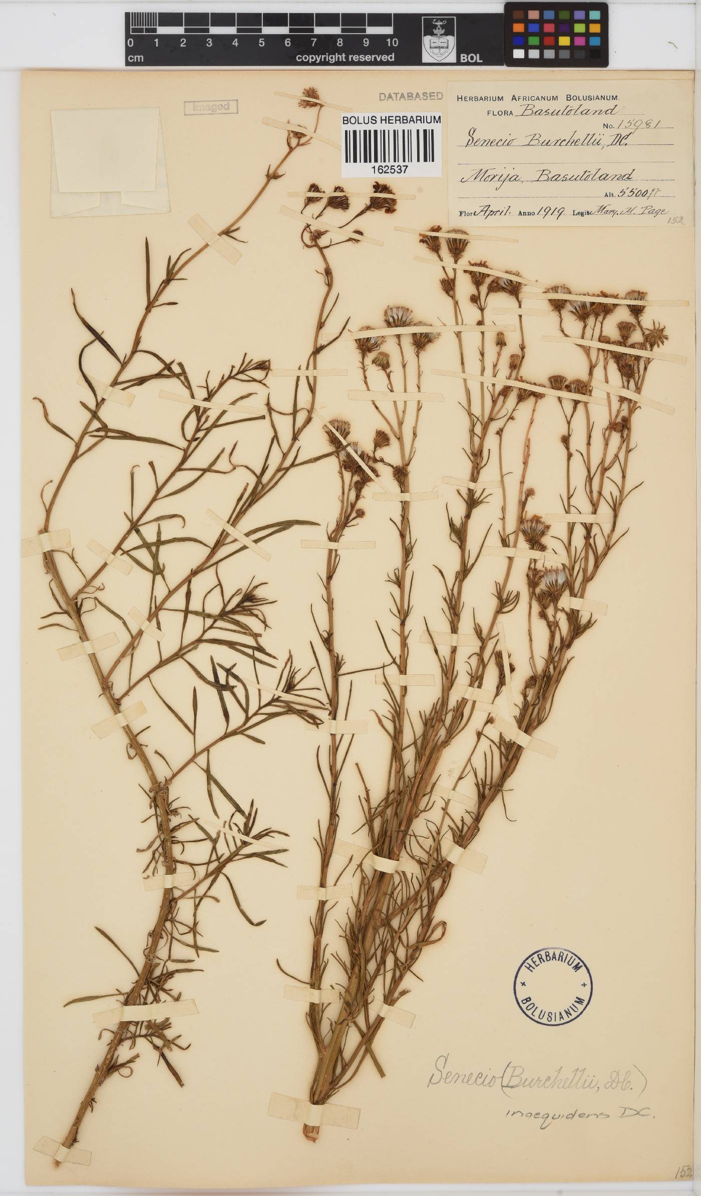 Senecio inaequidens image