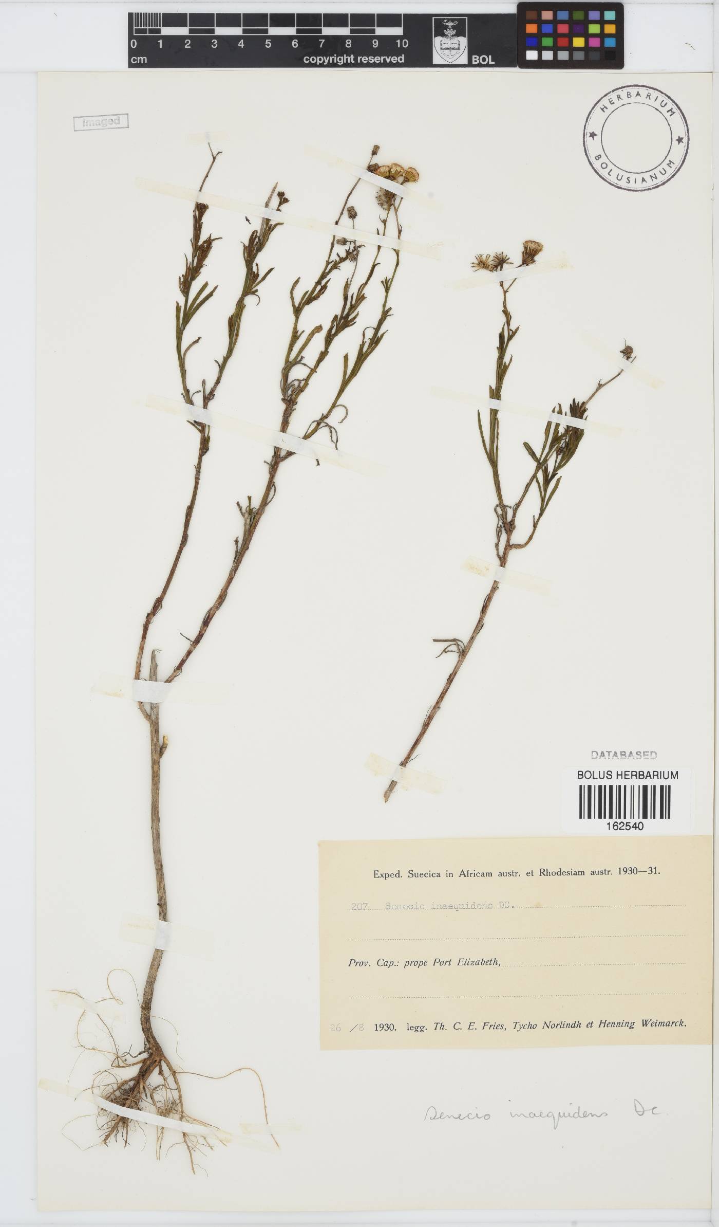 Senecio image