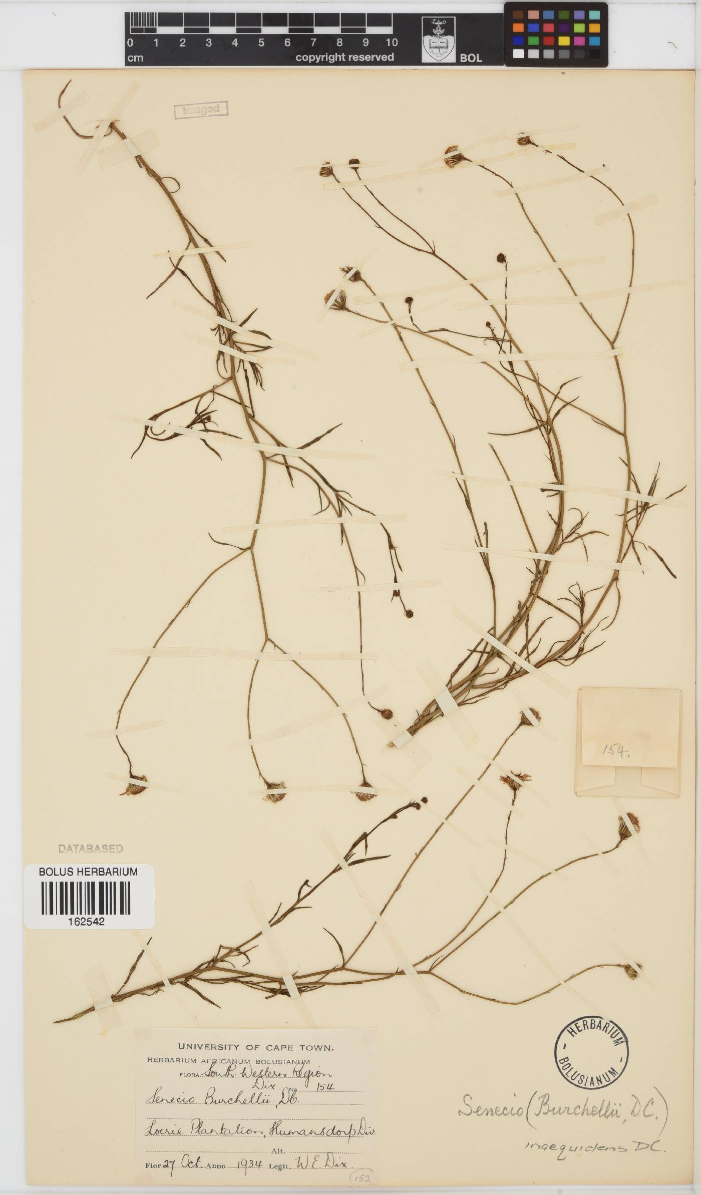 Senecio inaequidens image