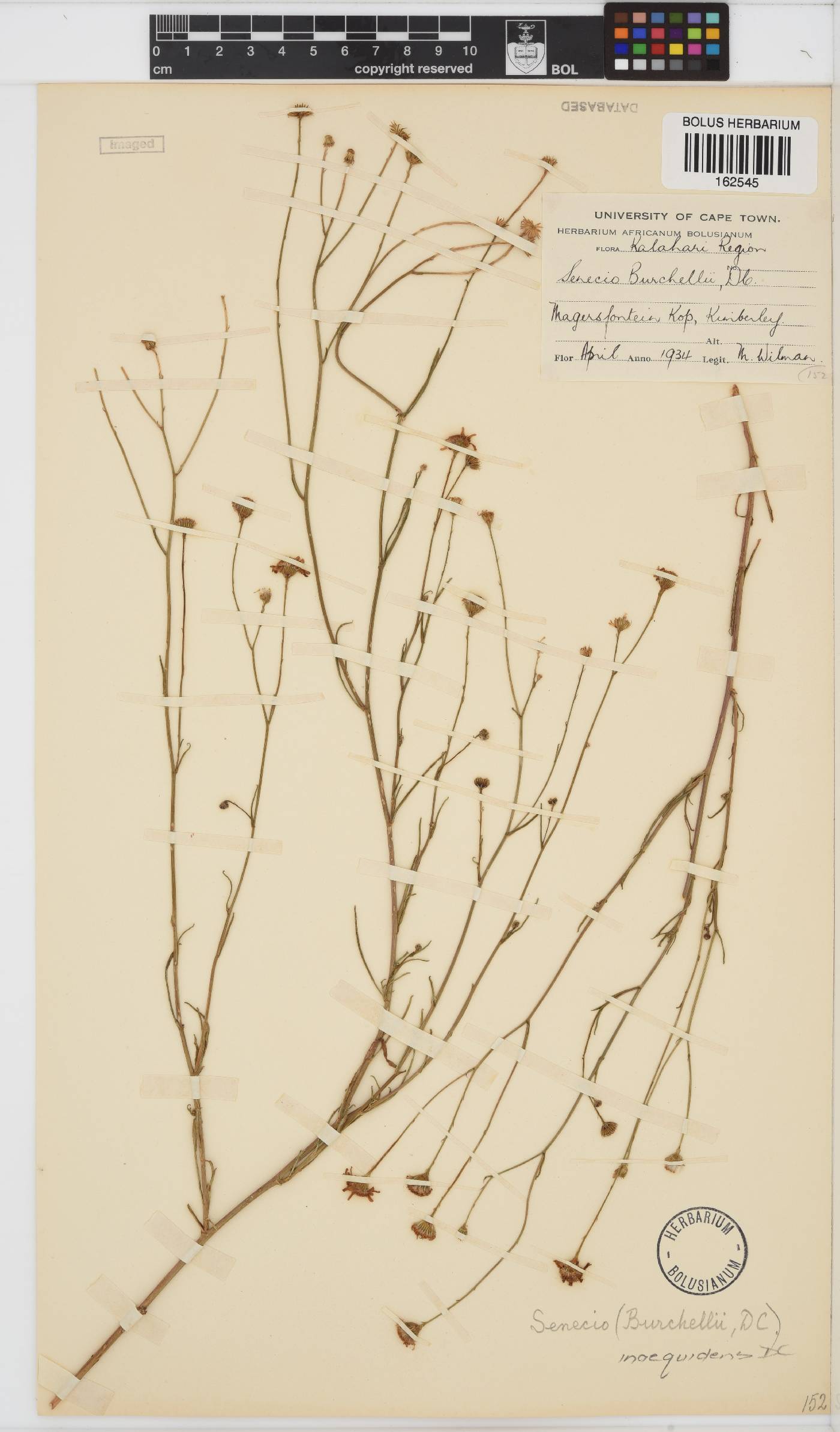 Senecio inaequidens image