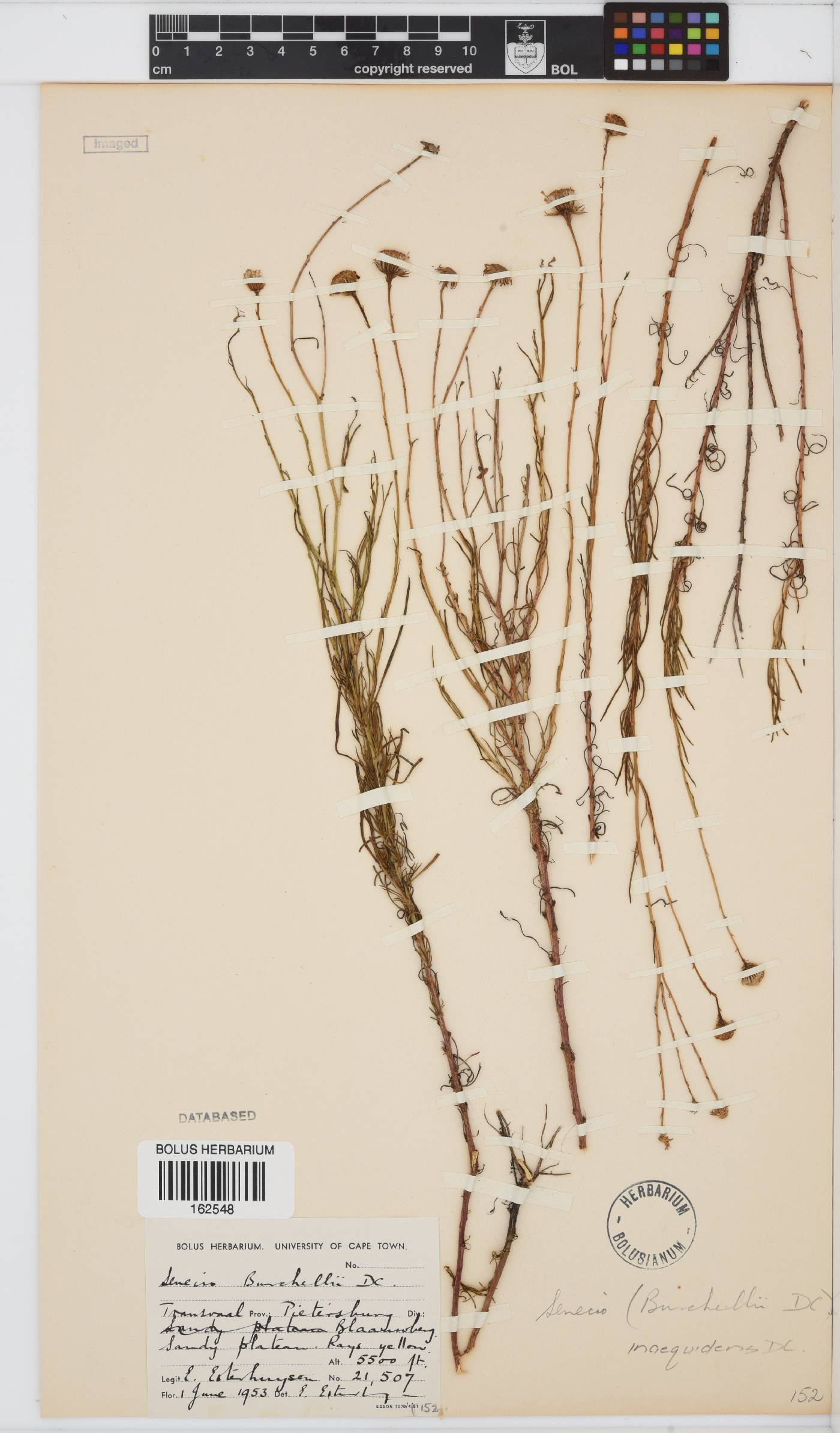 Senecio inaequidens image