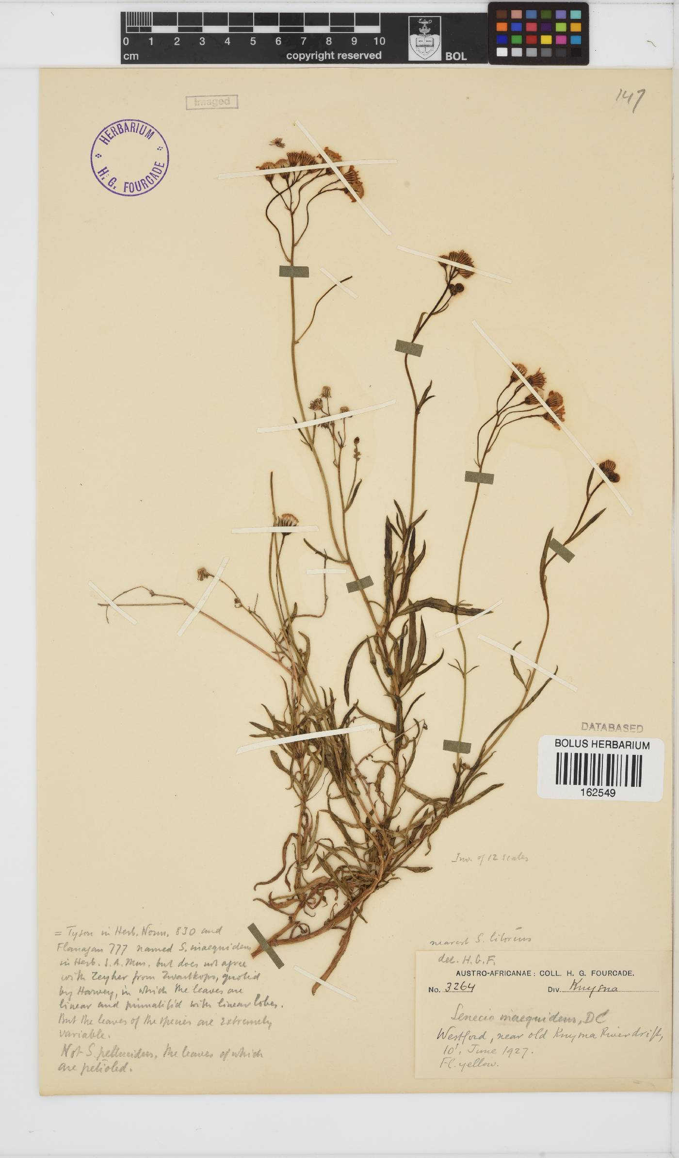 Senecio inaequidens image