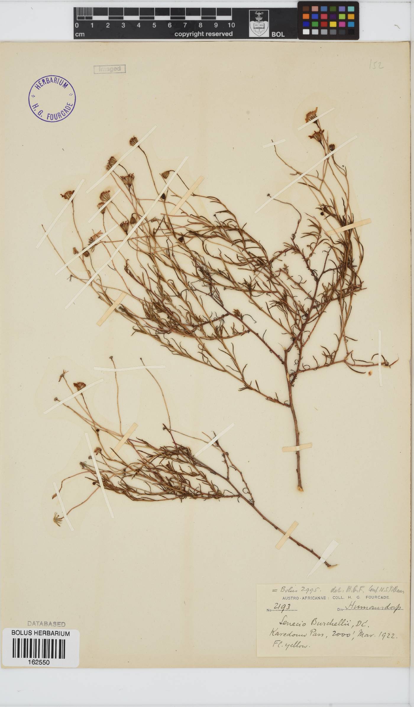 Senecio inaequidens image