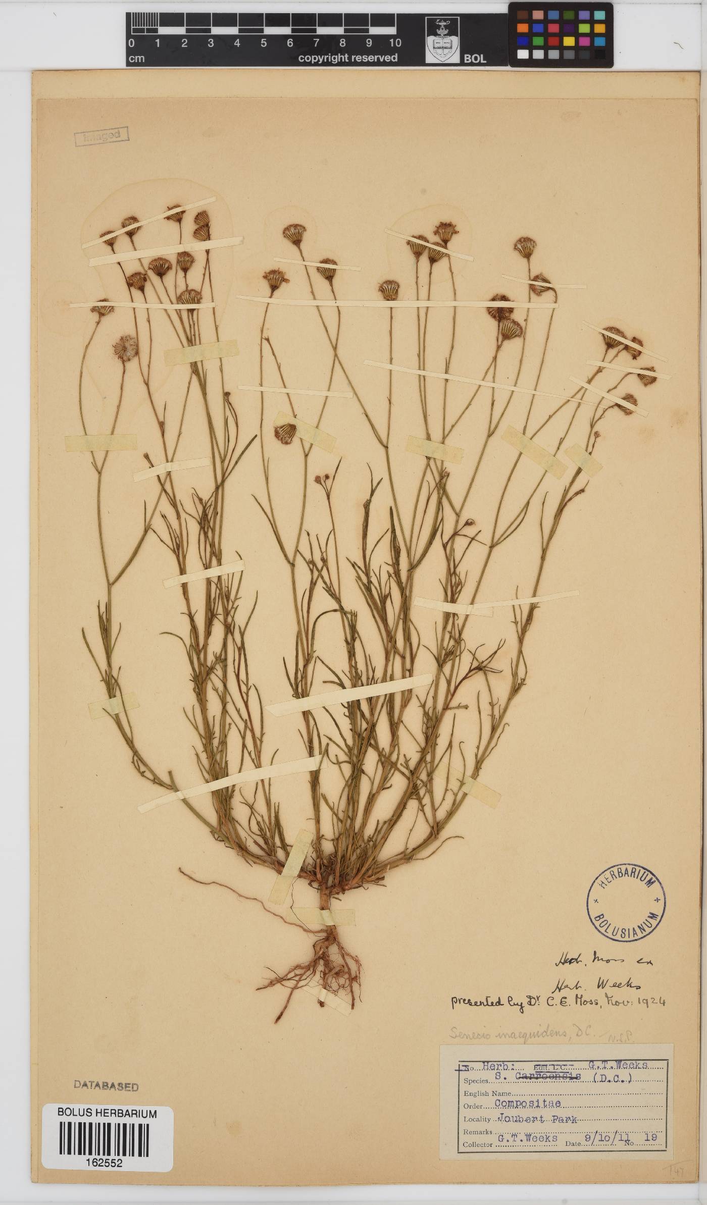 Senecio inaequidens image