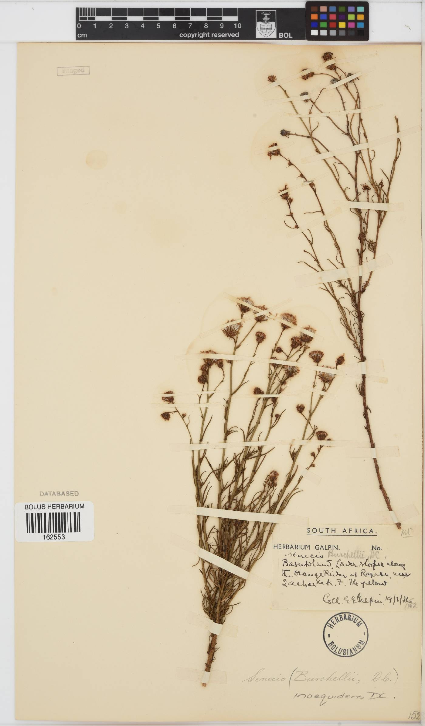 Senecio inaequidens image