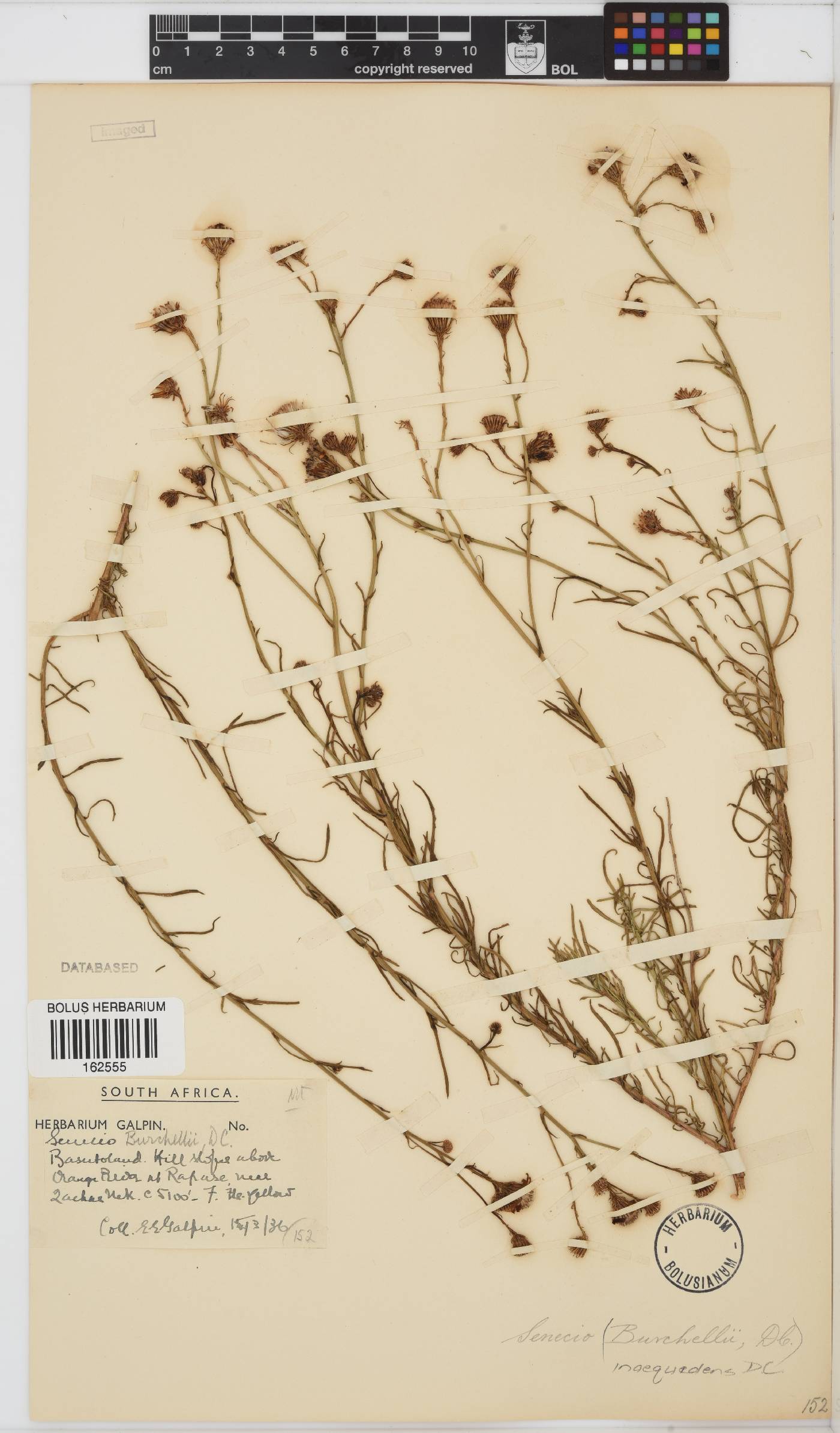 Senecio inaequidens image