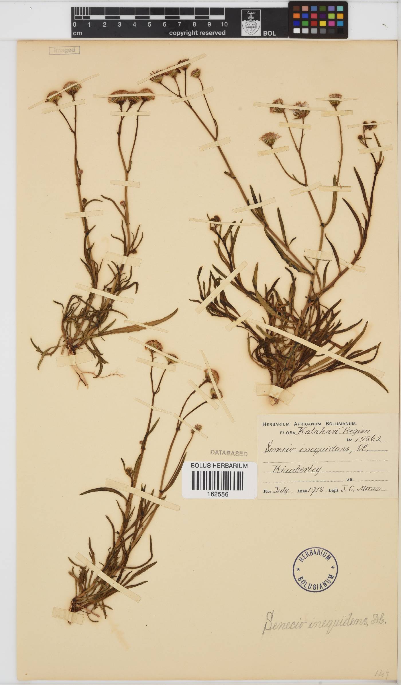 Senecio inaequidens image