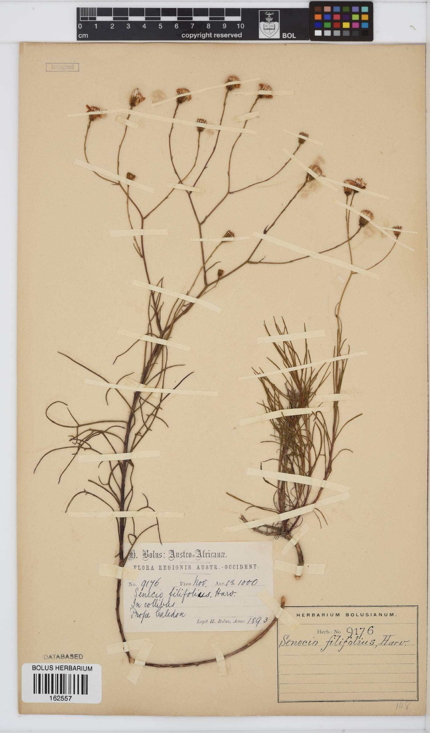 Senecio mitophyllus image