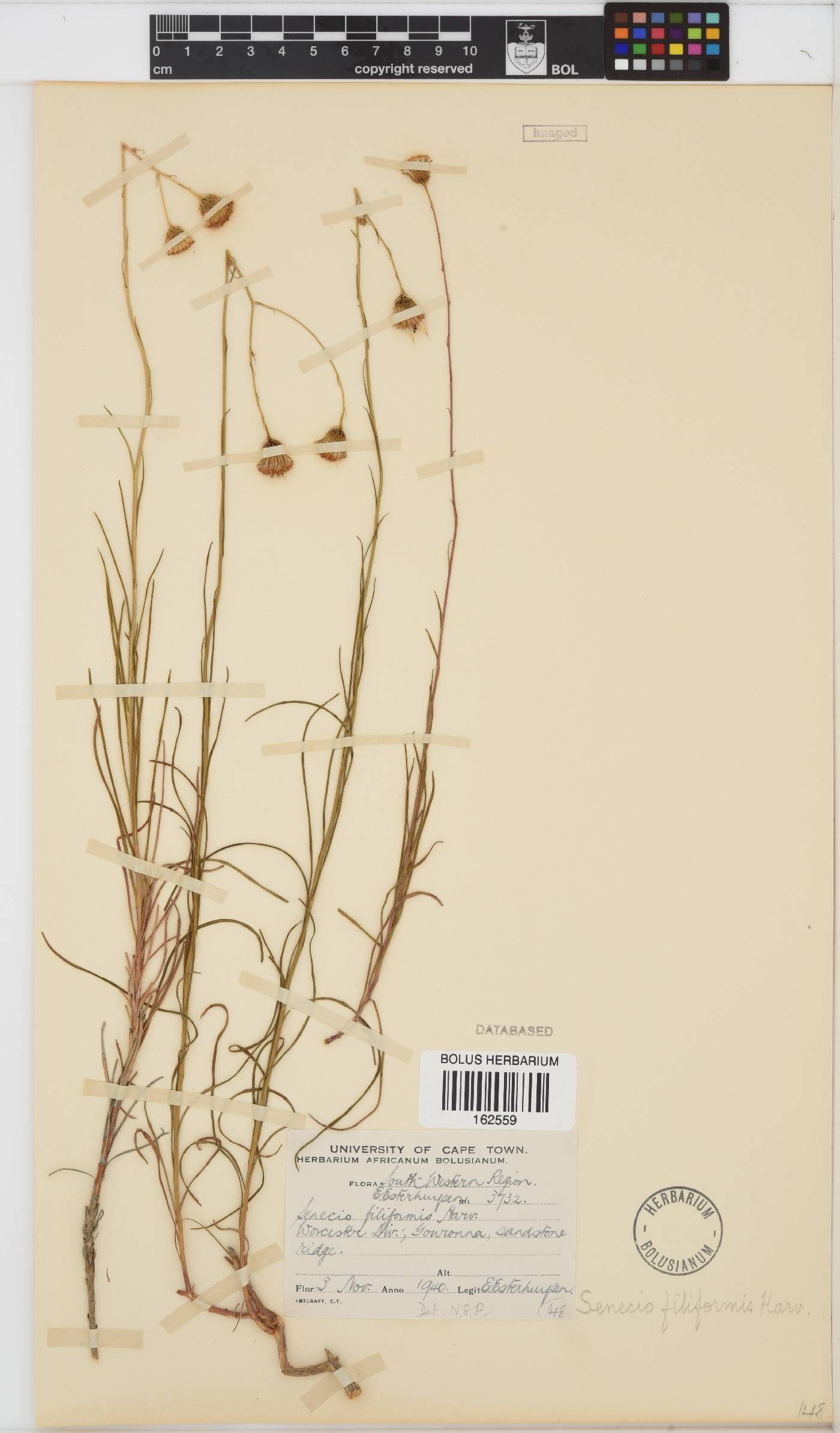 Senecio mitophyllus image