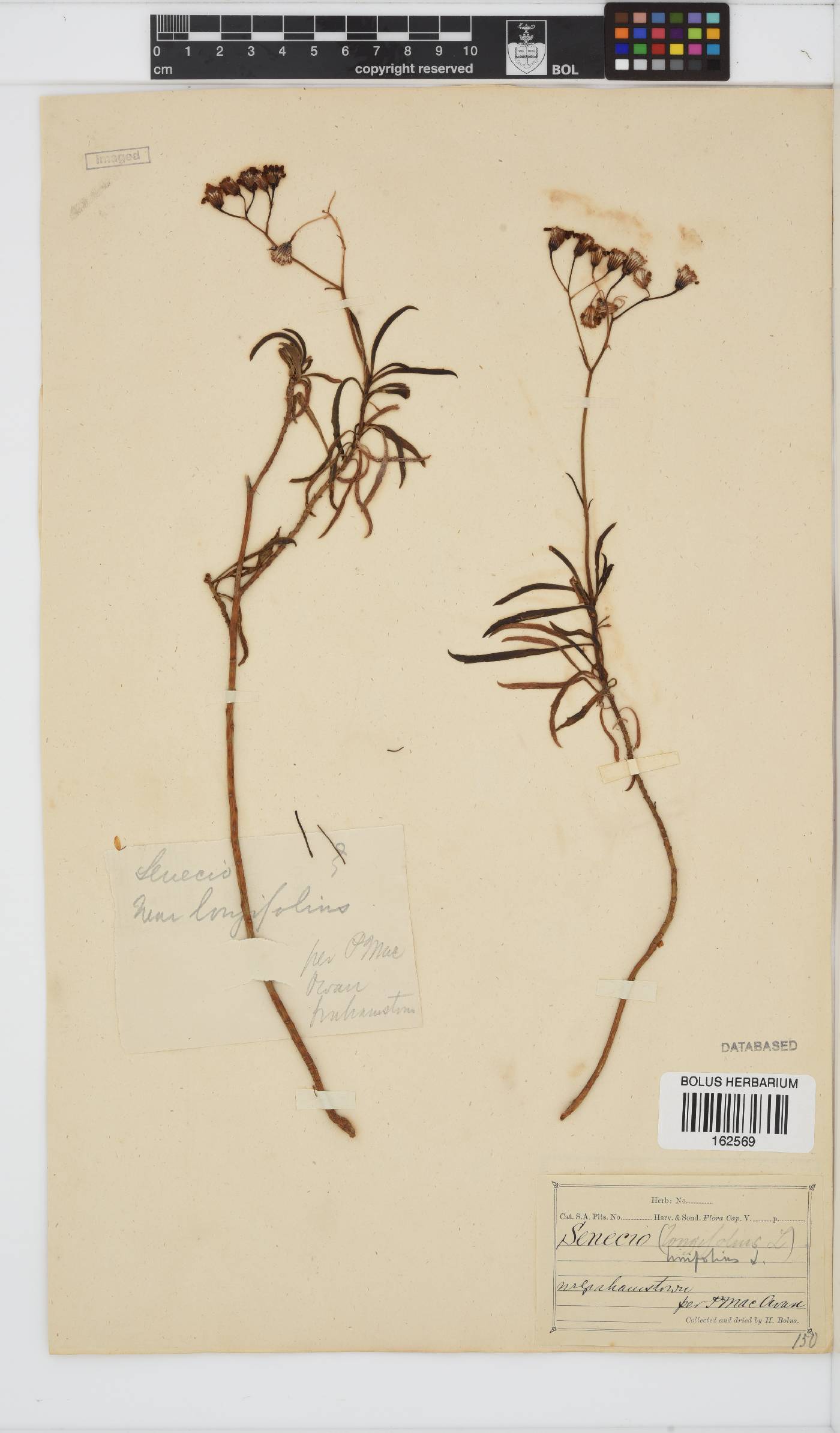 Senecio linifolius image