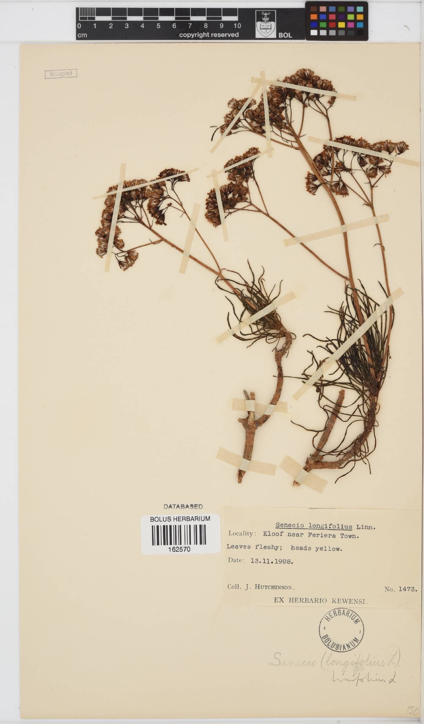 Senecio linifolius image