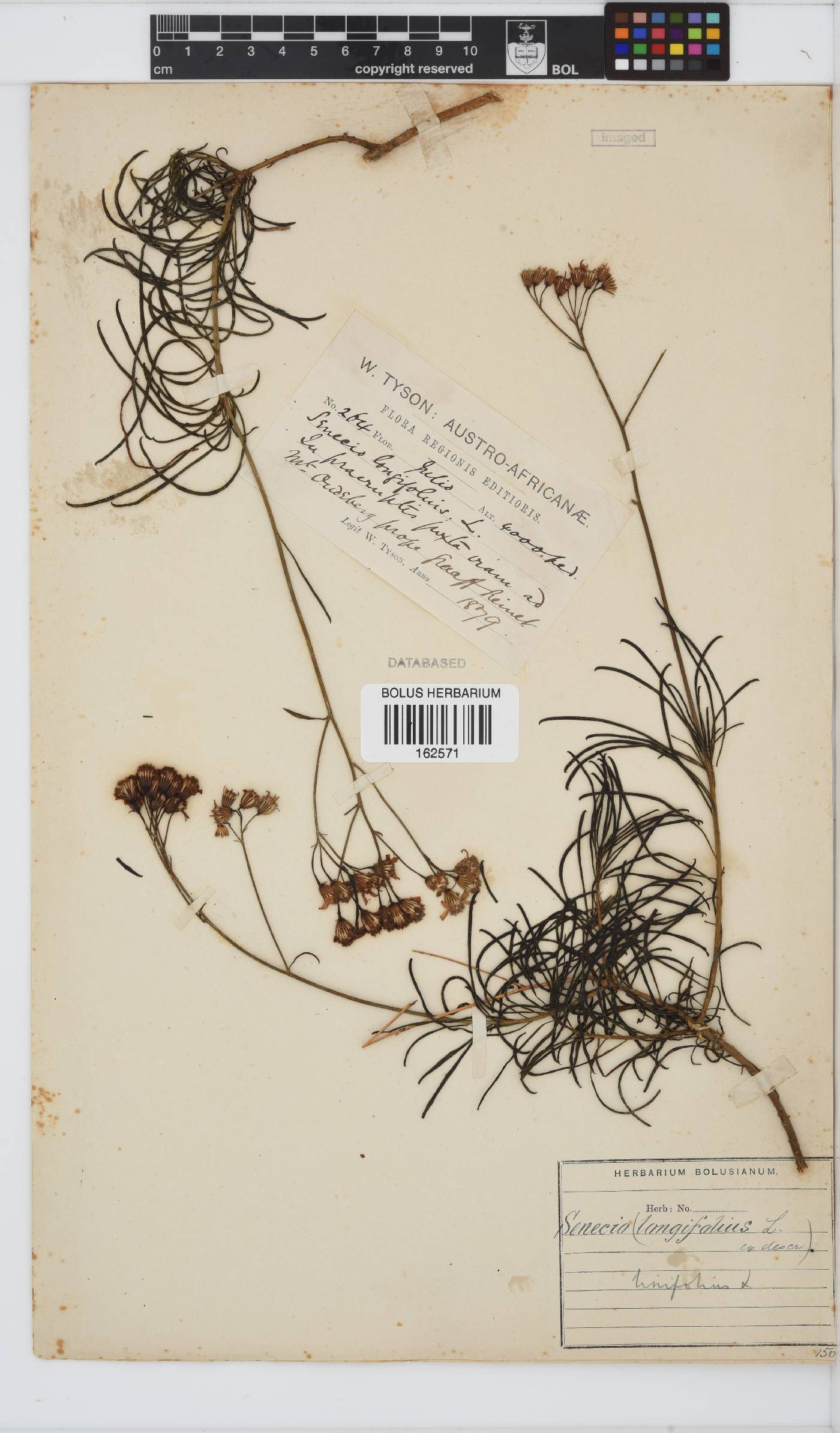 Senecio linifolius image