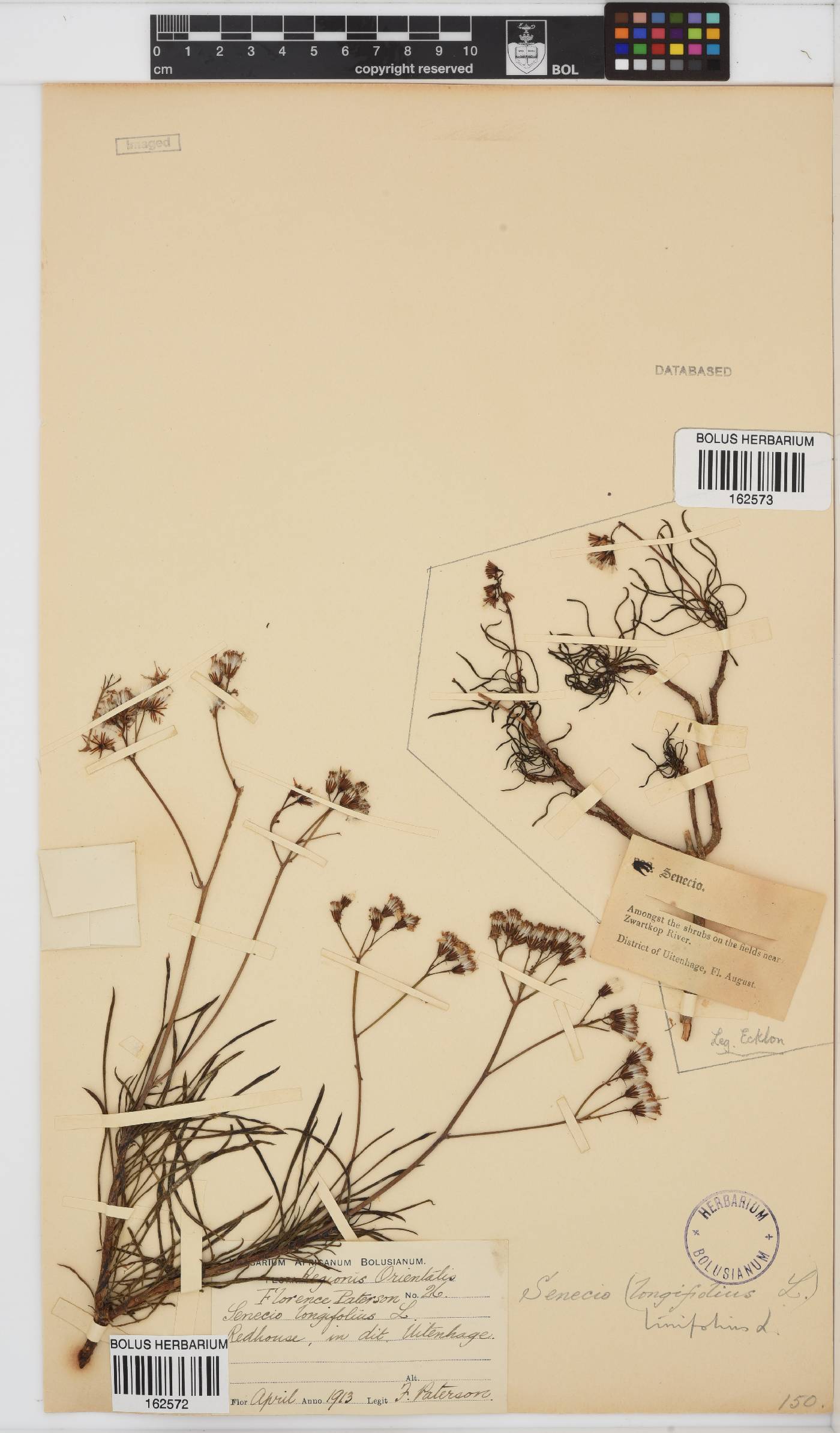 Senecio linifolius image