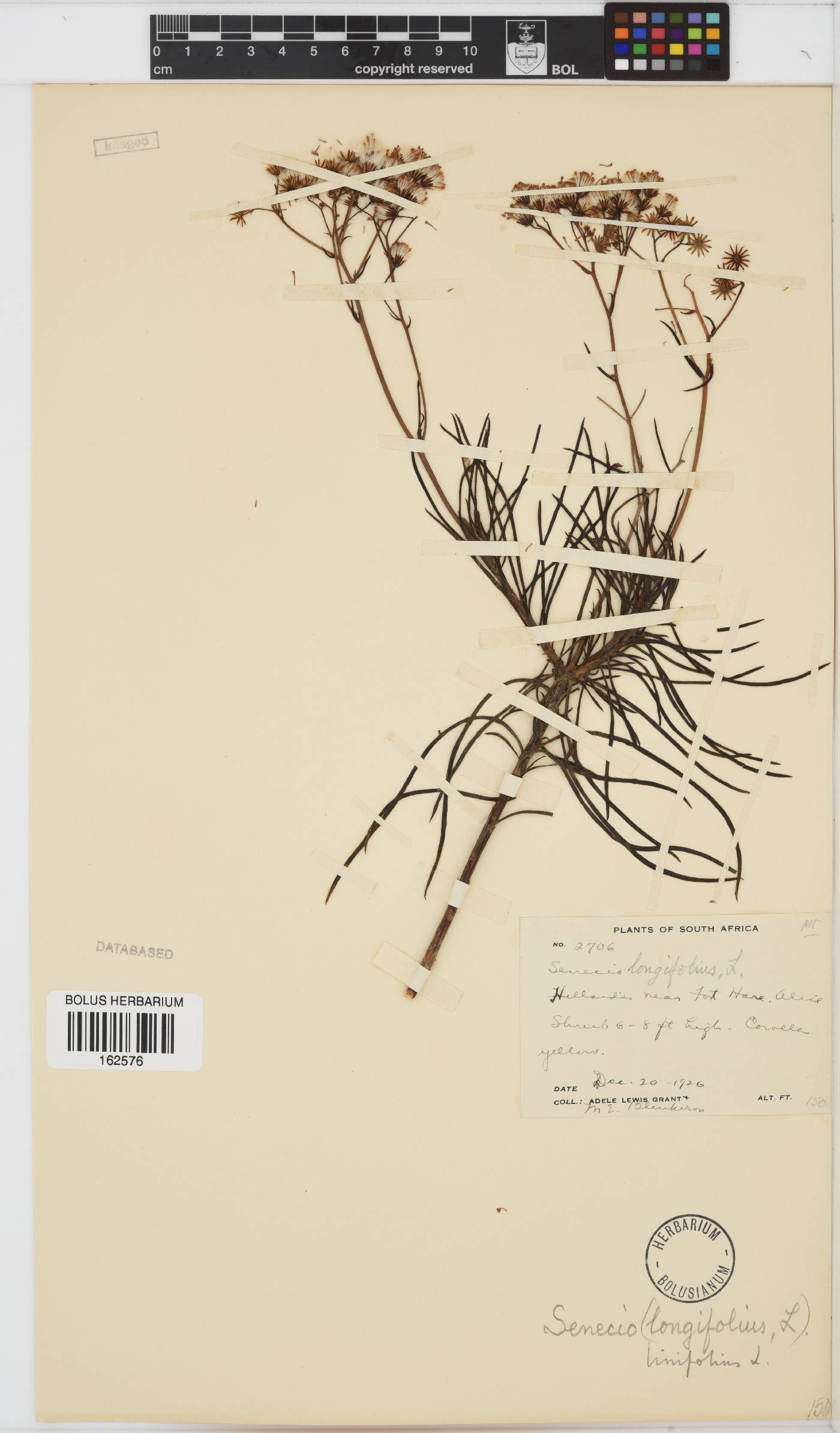Senecio linifolius image