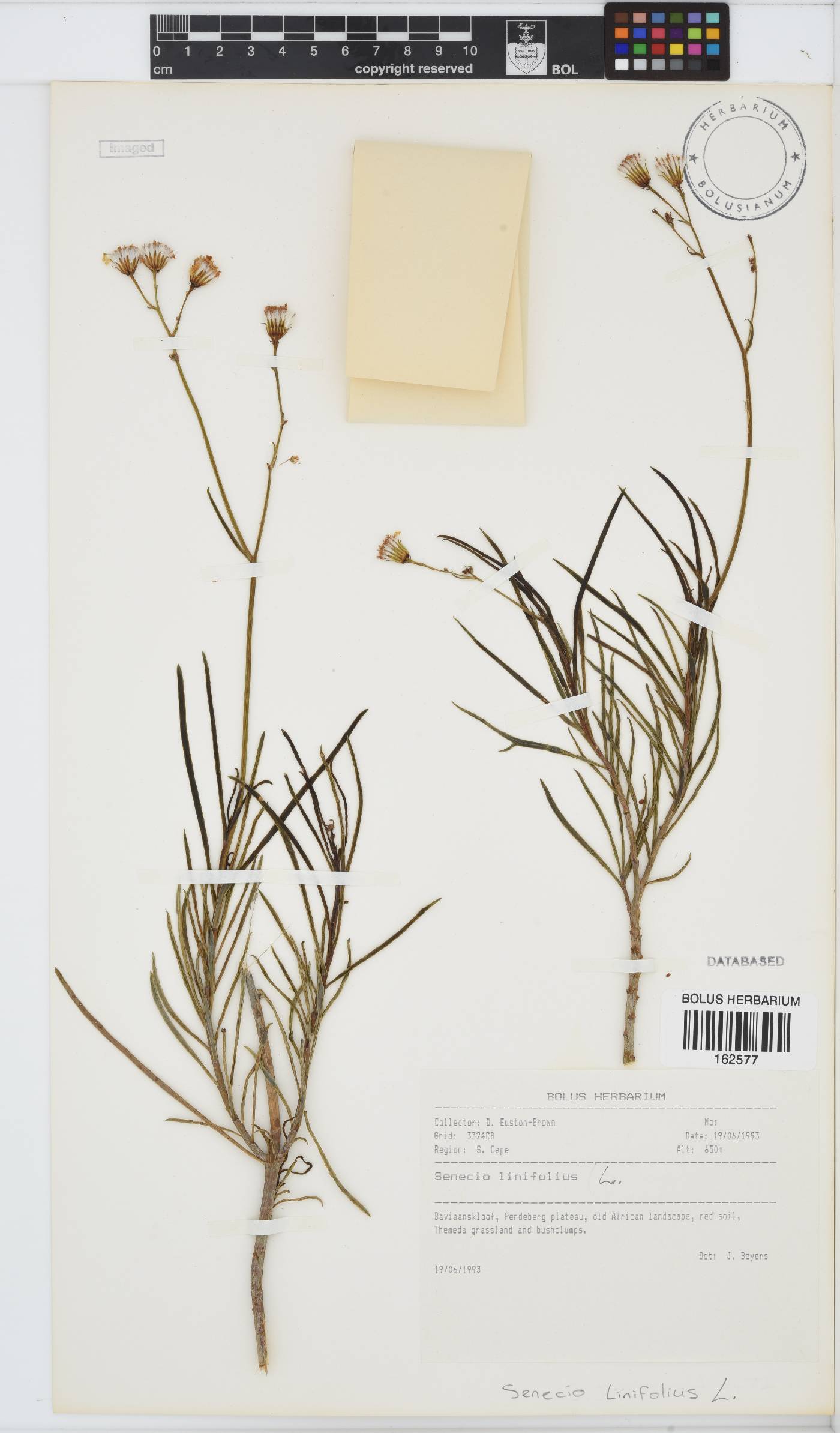 Senecio linifolius image