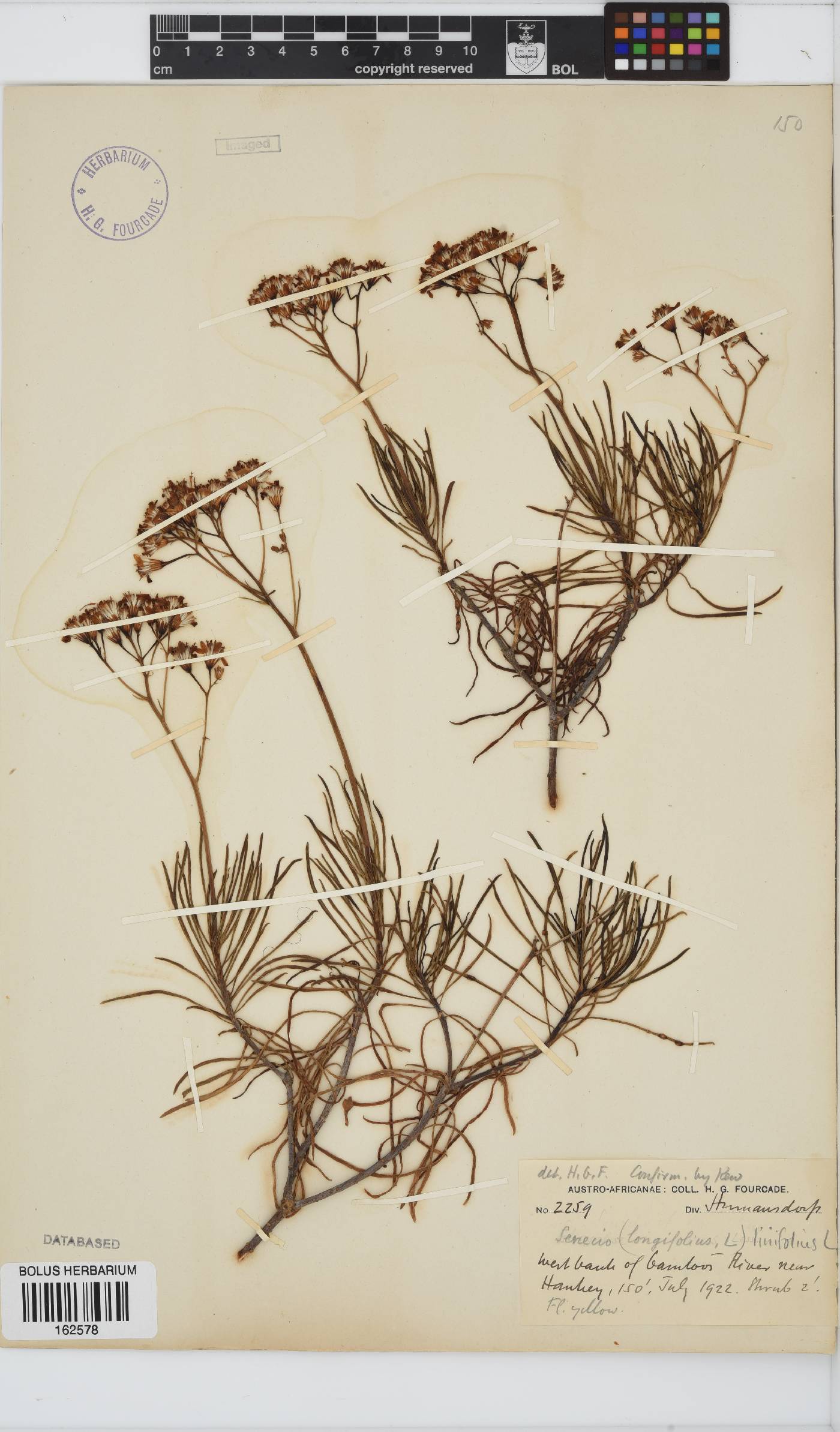 Senecio linifolius image