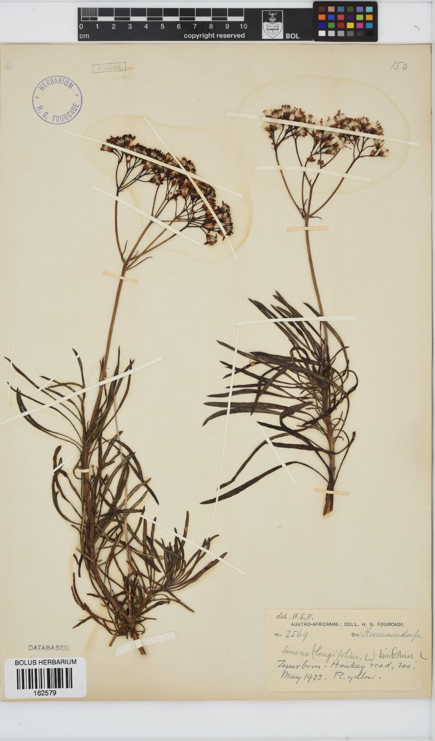 Senecio linifolius image