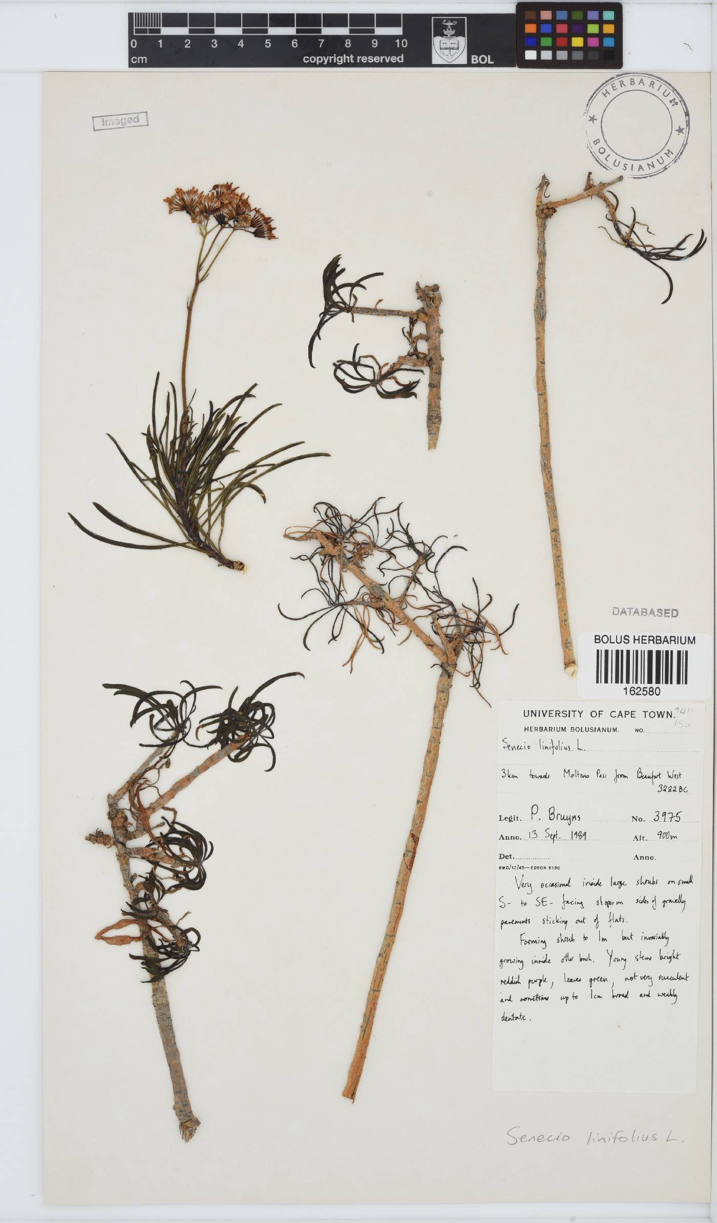 Senecio linifolius image