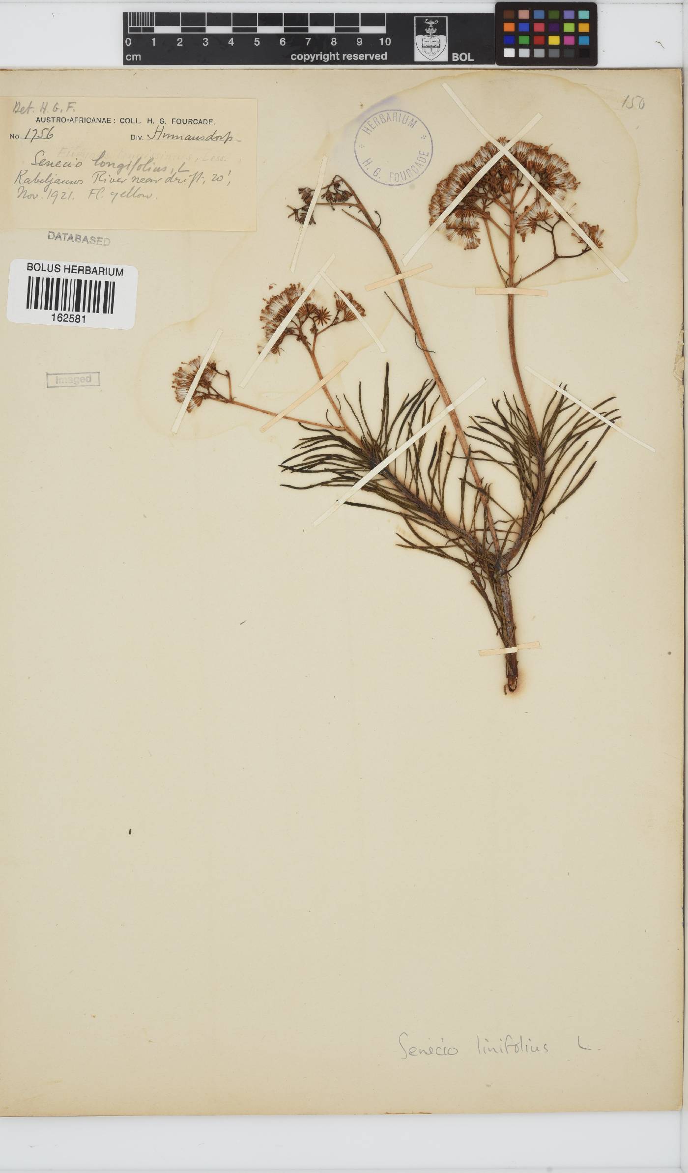 Senecio linifolius image