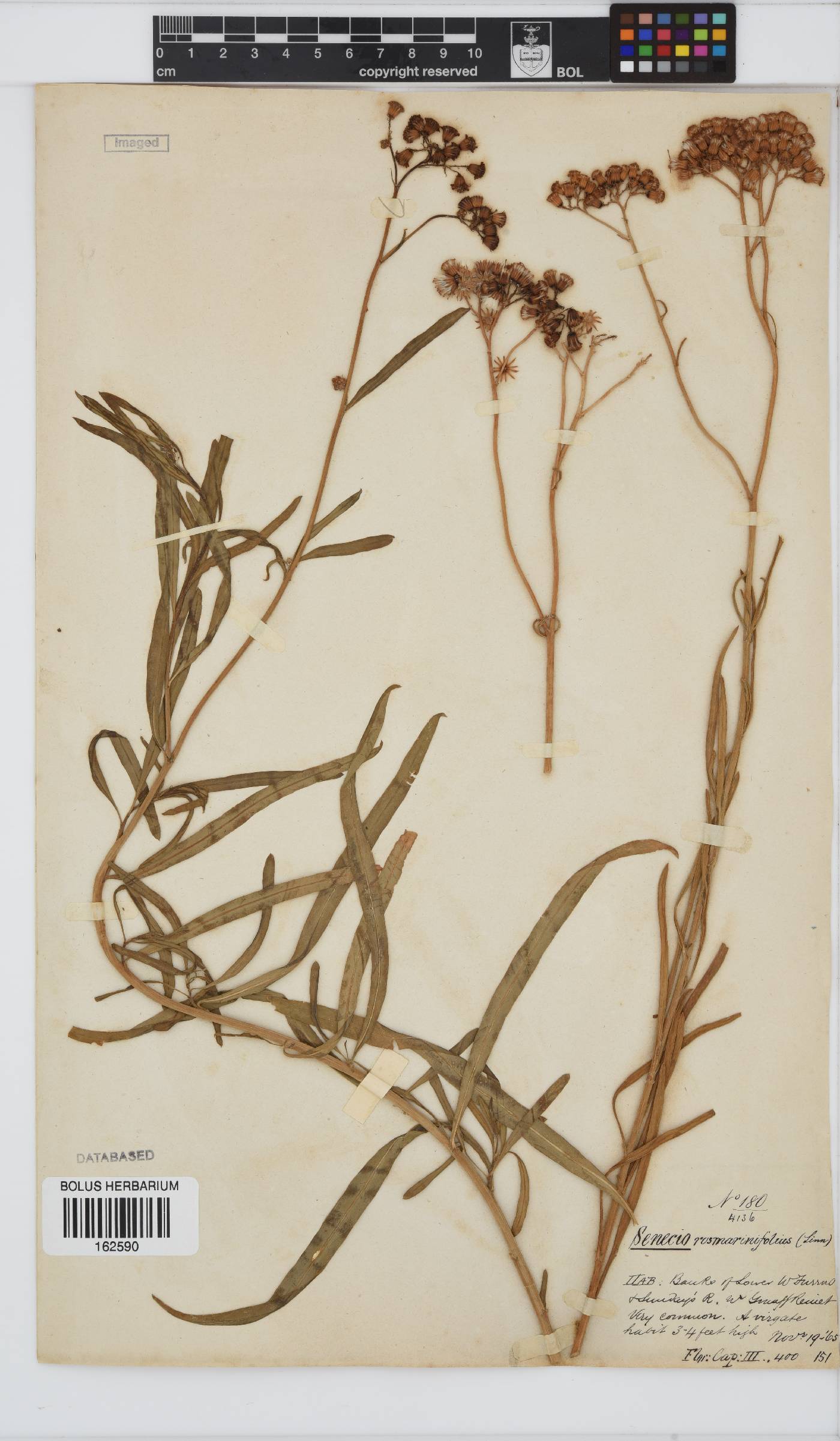 Senecio rosmarinifolius image