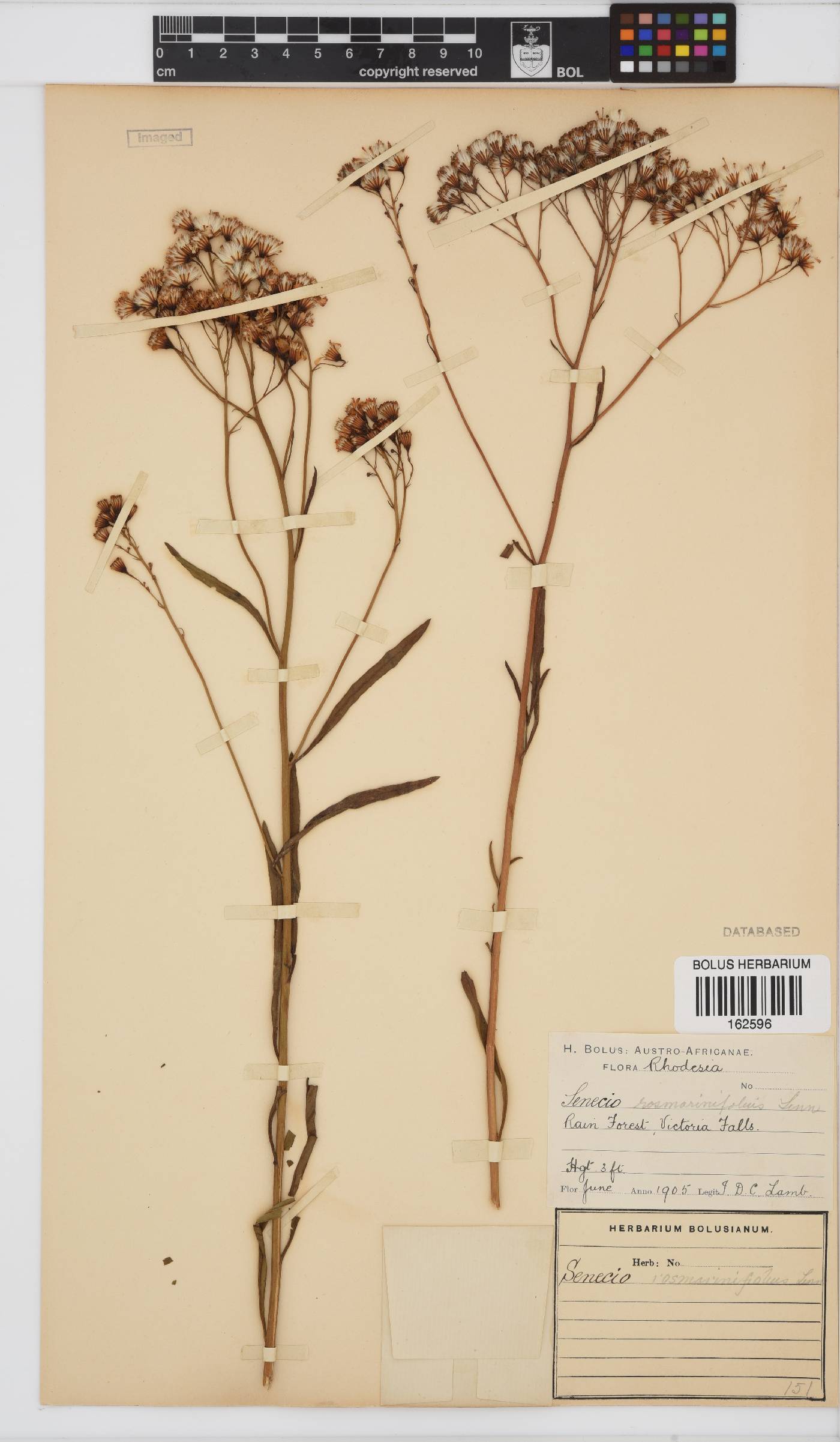 Senecio rosmarinifolius image