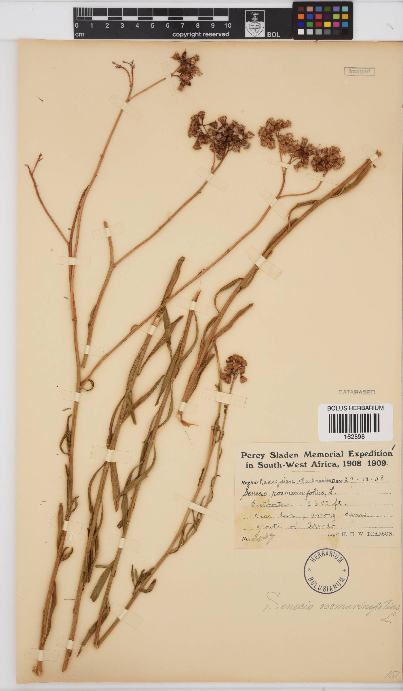 Senecio rosmarinifolius image