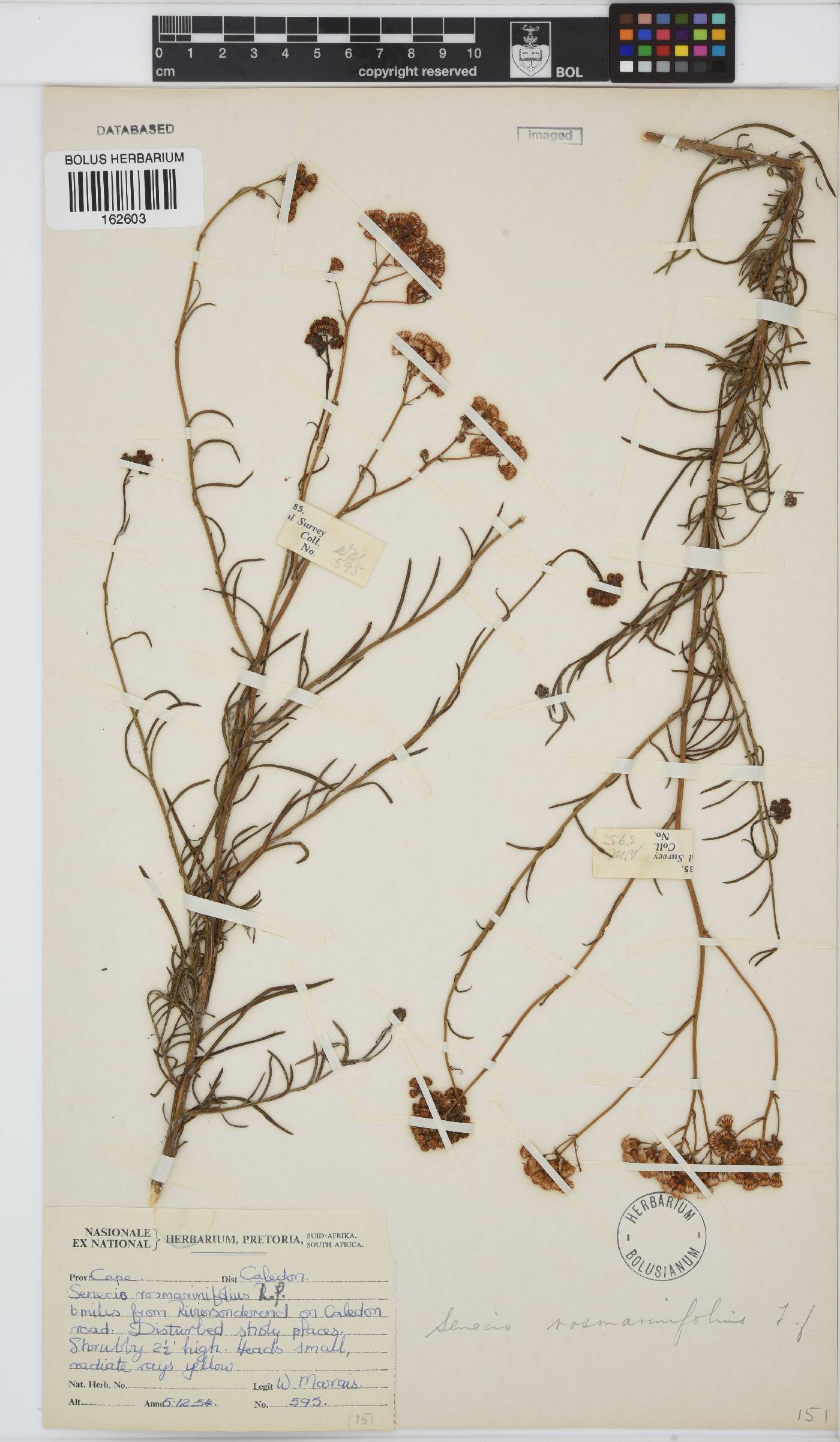 Senecio rosmarinifolius image
