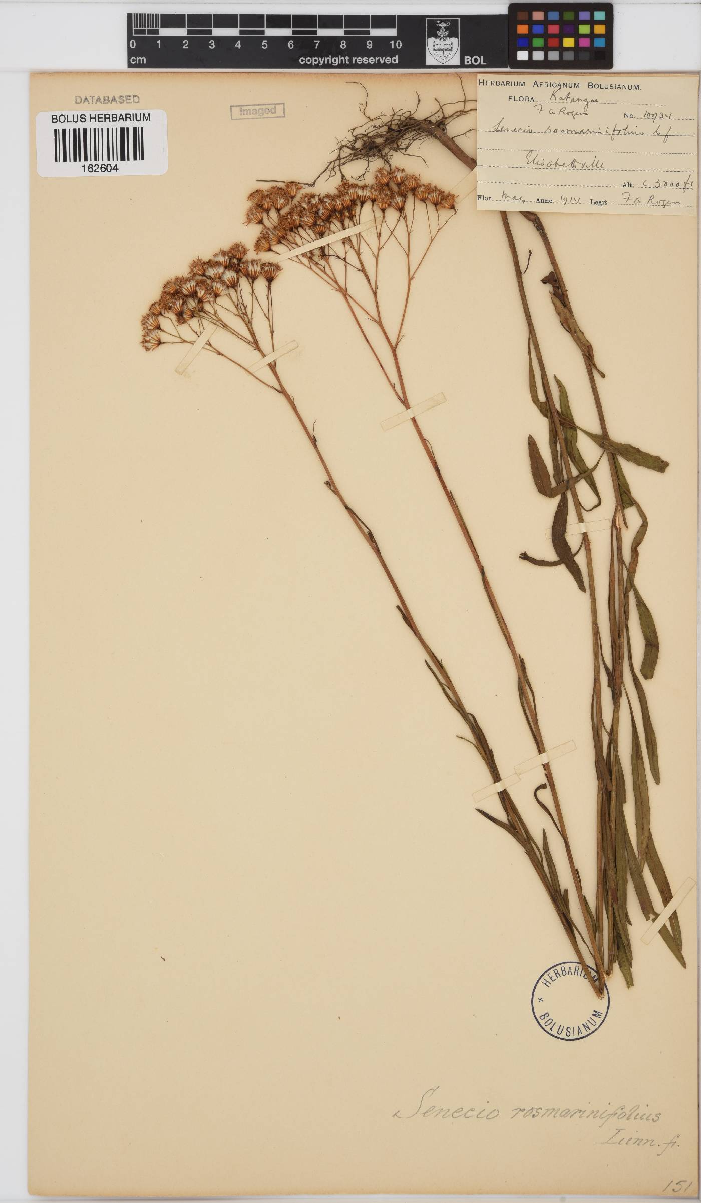 Senecio rosmarinifolius image