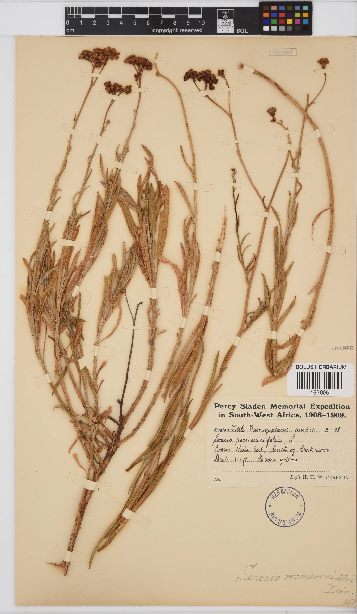 Senecio rosmarinifolius image